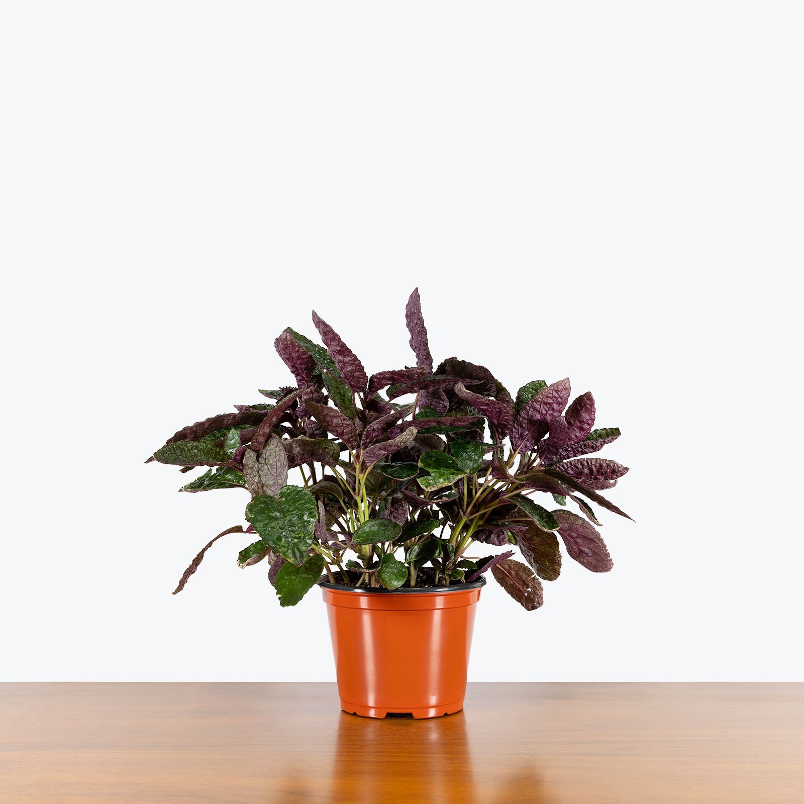 Purple Waffle Plant - Hemigraphis alternata | Care Guide and Pro Tips - JOMO Studio