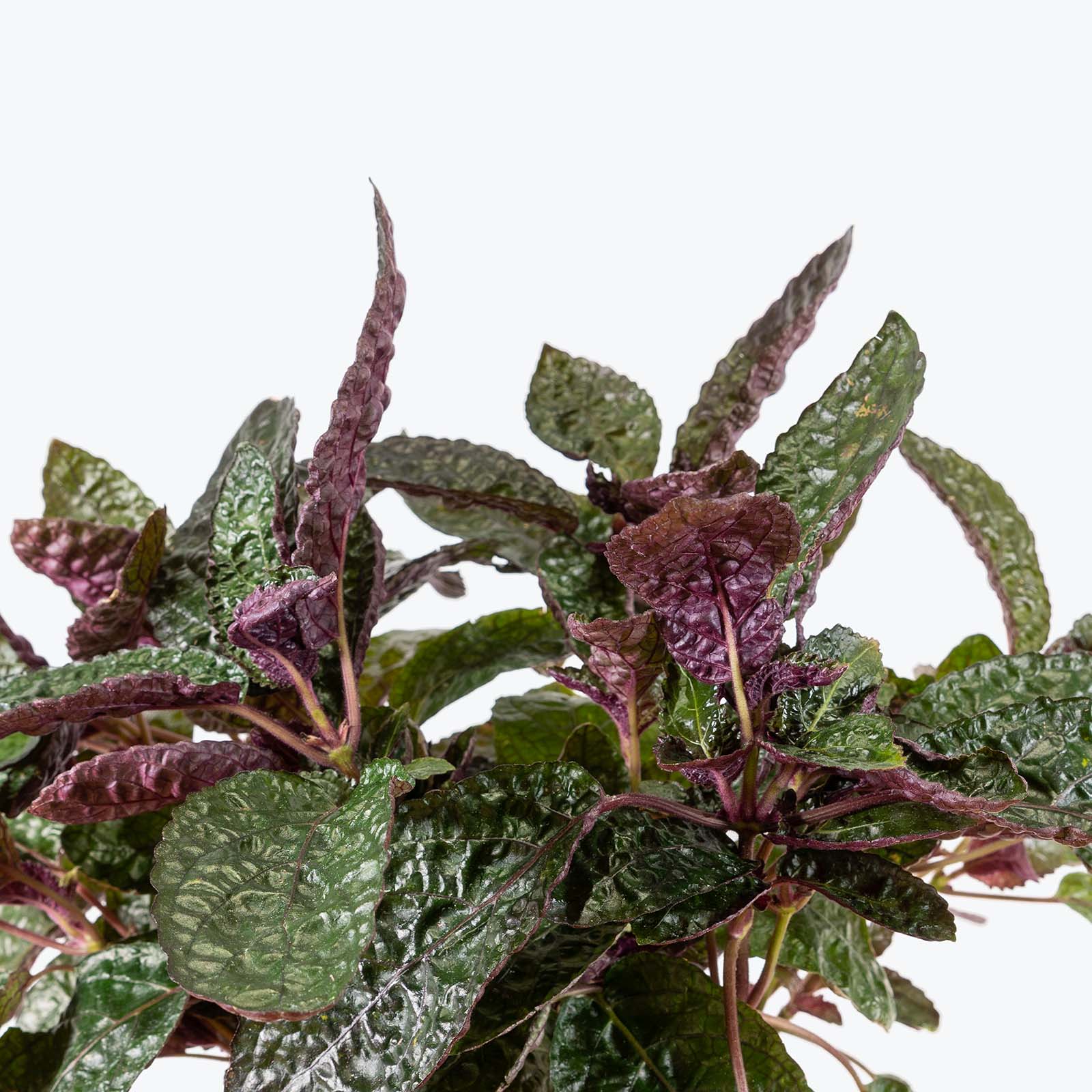 Purple Waffle Plant - Hemigraphis alternata | Care Guide and Pro Tips - JOMO Studio