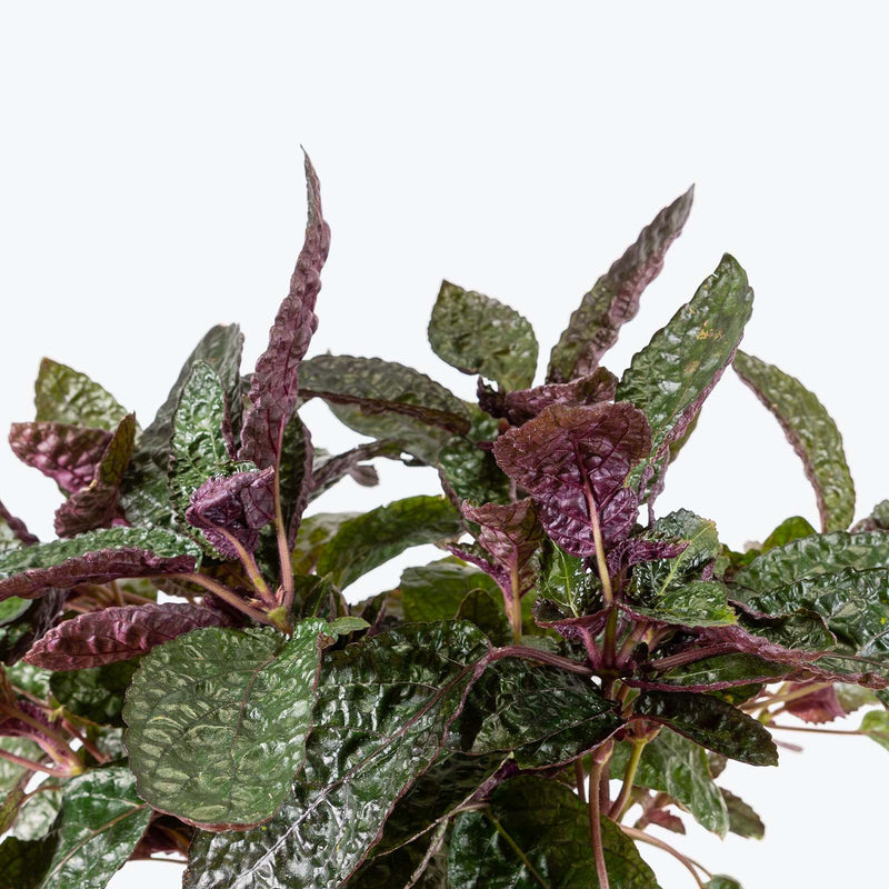Purple Waffle Plant - Hemigraphis alternata | Care Guide and Pro Tips - JOMO Studio