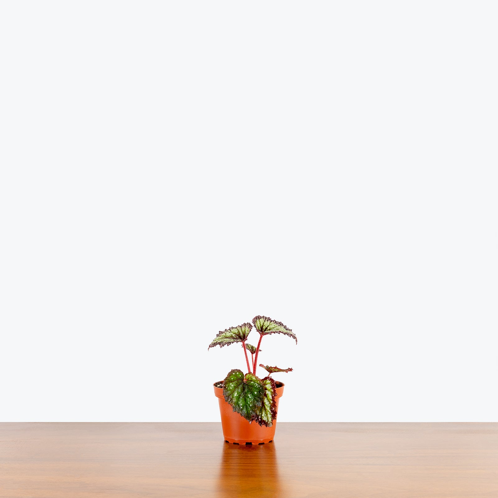 Rex Begonia - House Plants Delivery Toronto - JOMO Studio