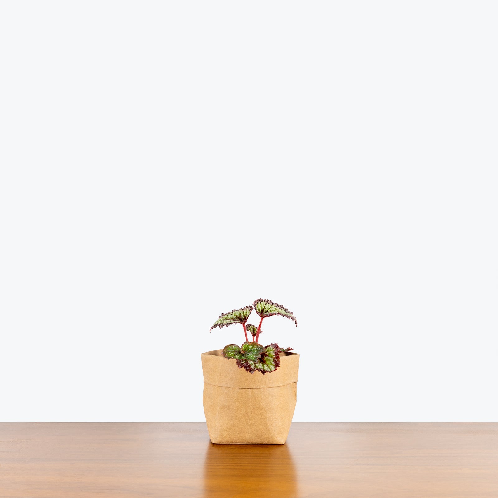 Rex Begonia - House Plants Delivery Toronto - JOMO Studio