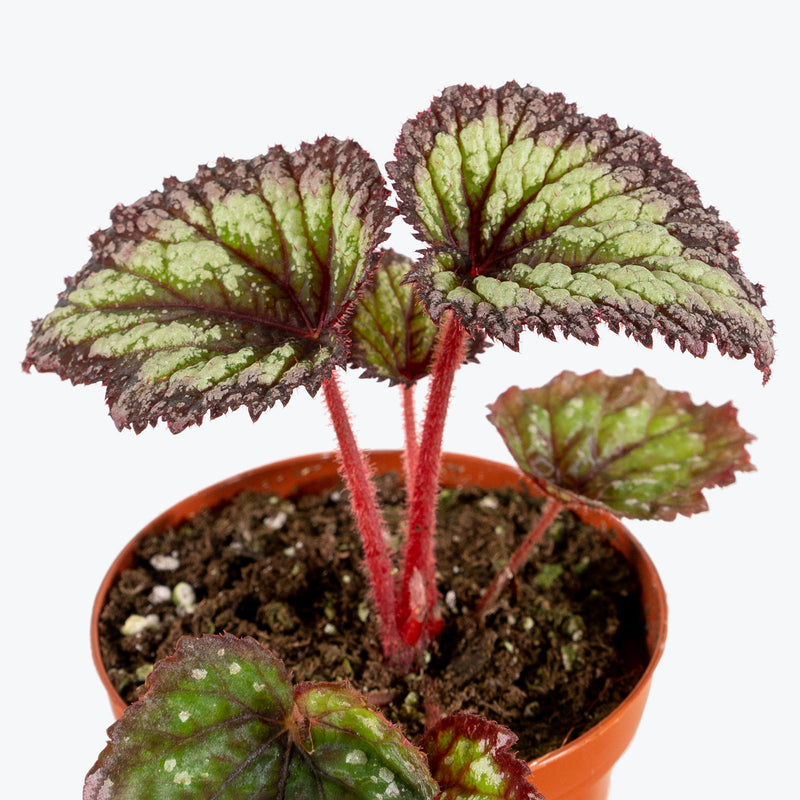 Rex Begonia - House Plants Delivery Toronto - JOMO Studio