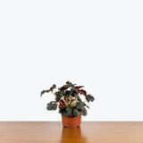 Rex Begonia Dark Mambo — 5" Pot