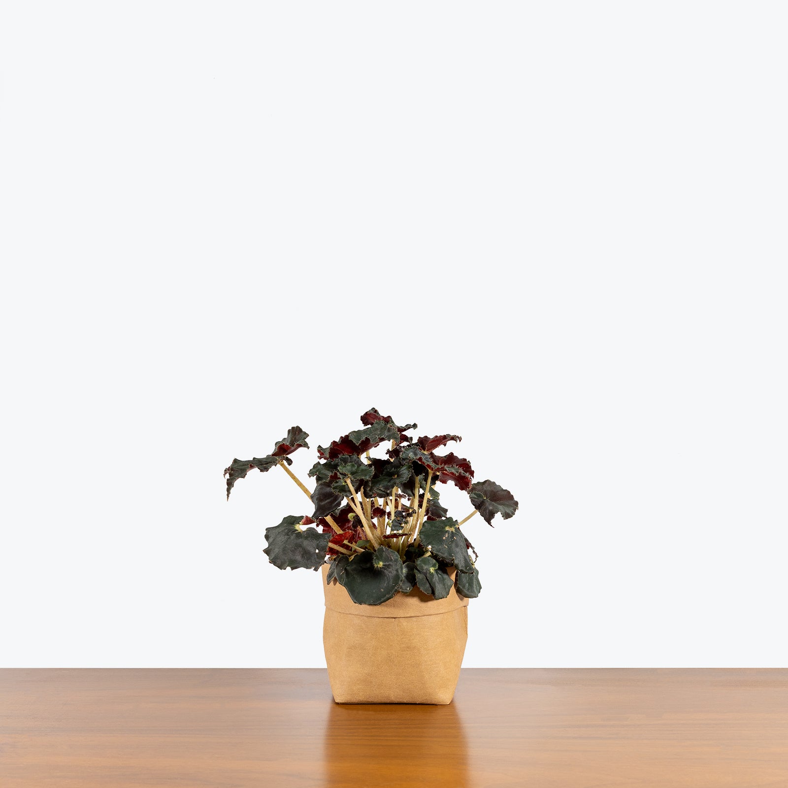 Rex Begonia Dark Mambo - House Plants Delivery Toronto - JOMO Studio