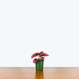 Rex Begonia Red Kiss — 4" Pot
