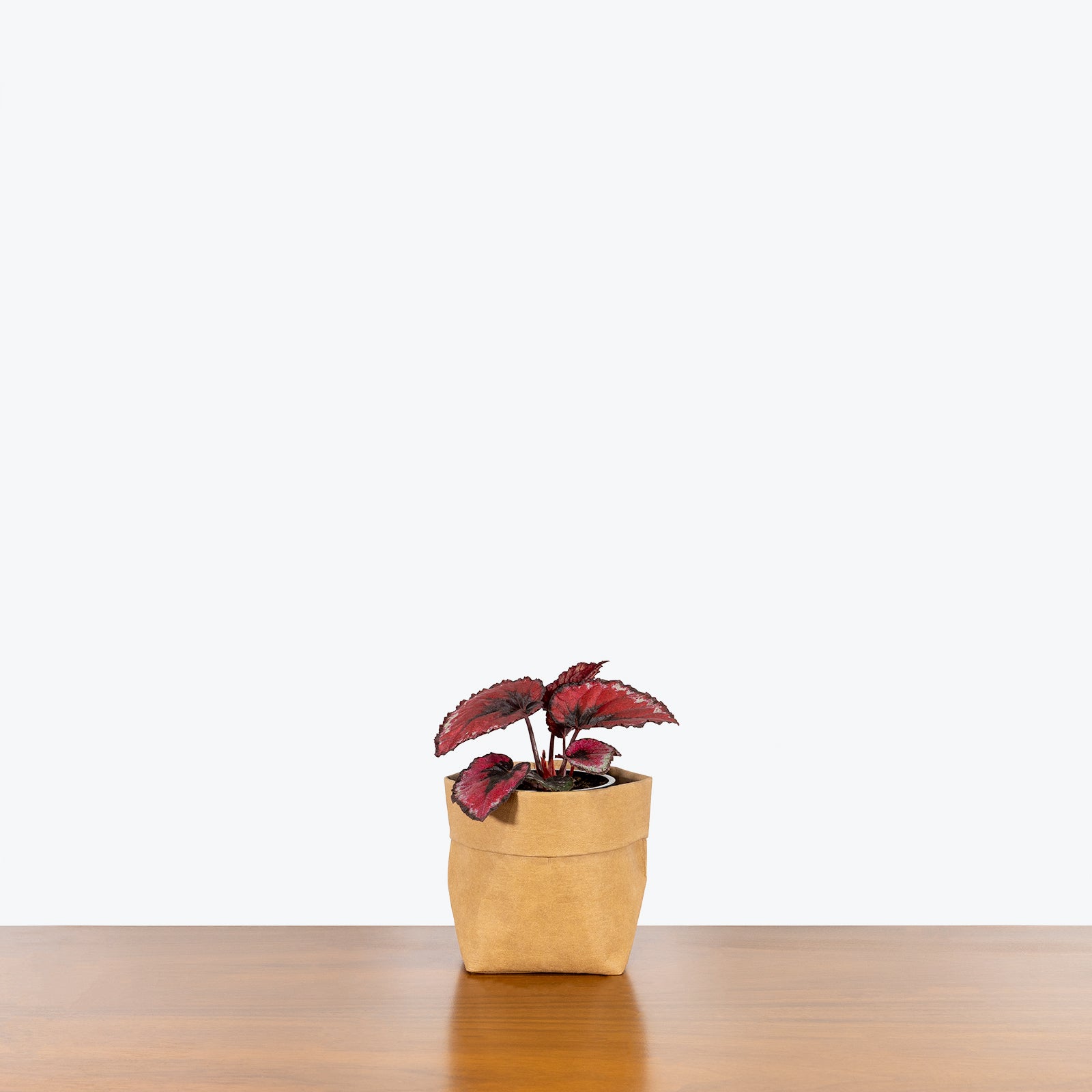 Rex Begonia Red Kiss - House Plants Delivery Toronto - JOMO Studio