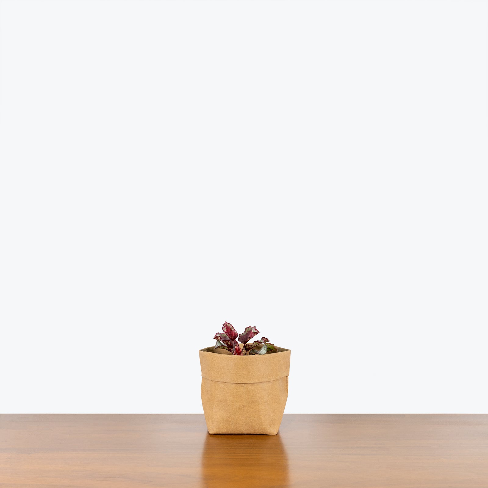 Rex Begonia Spitfire - House Plants Delivery Toronto - JOMO Studio