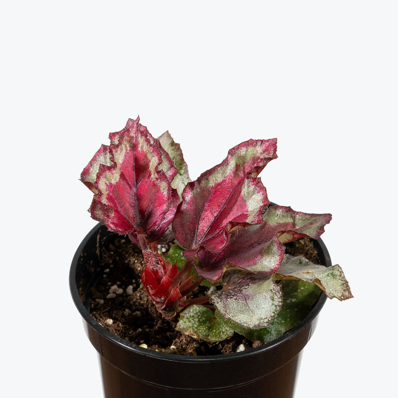 Rex Begonia Spitfire - House Plants Delivery Toronto - JOMO Studio