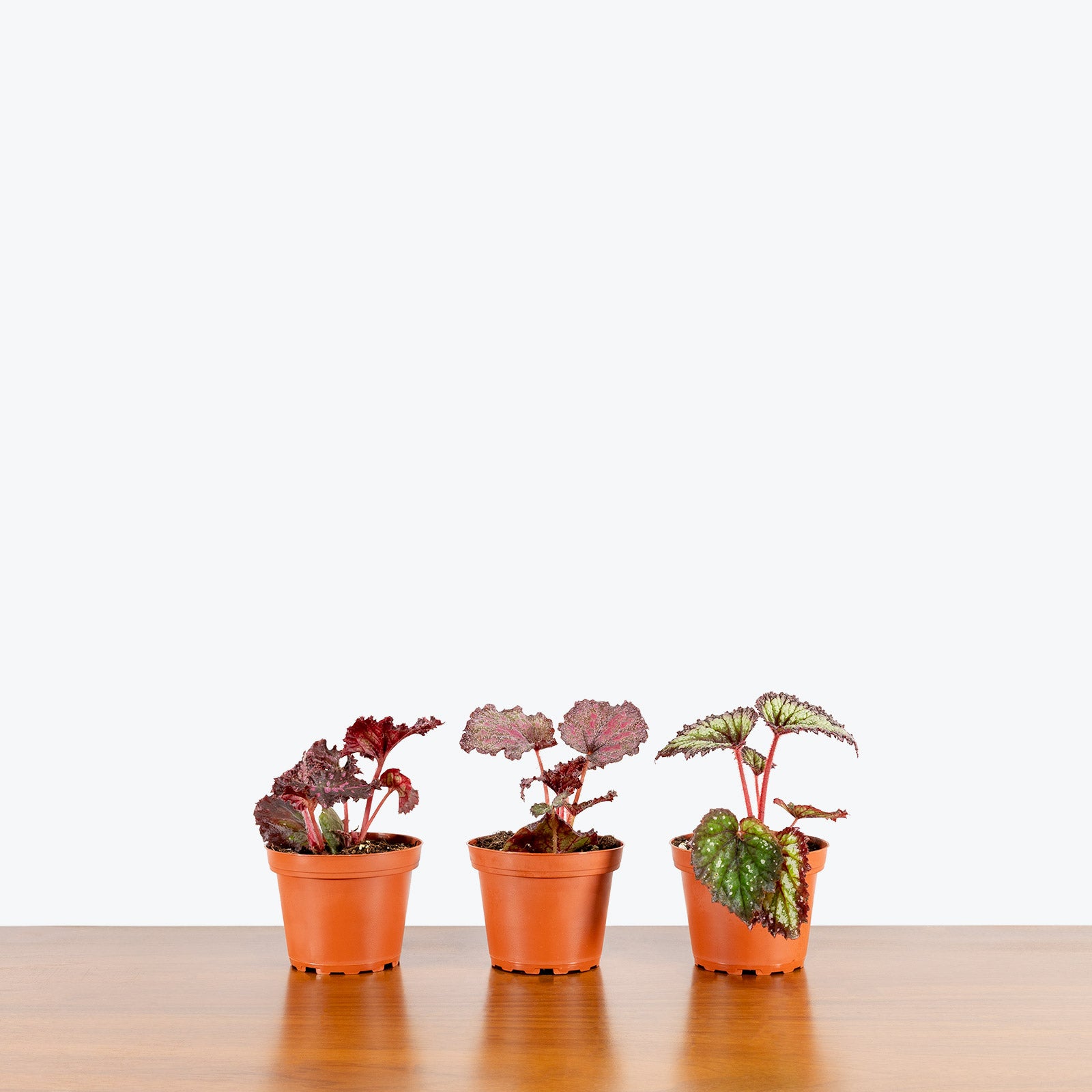 Rex Begonia - House Plants Delivery Toronto - JOMO Studio