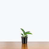 Rhaphidophora Decursiva — 4” Pot