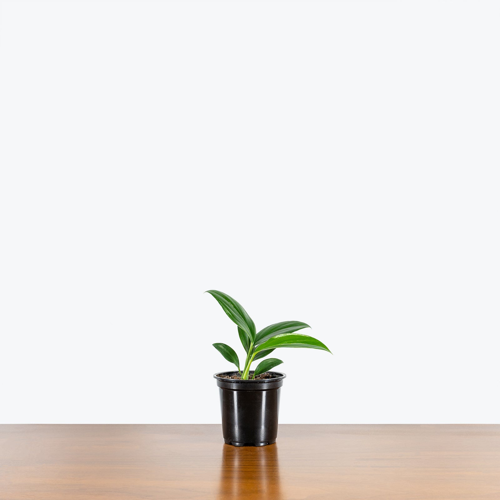 Rhaphidophora Decursiva | Care Guide and Pro Tips - Delivery from Toronto across Canada - JOMO Studio