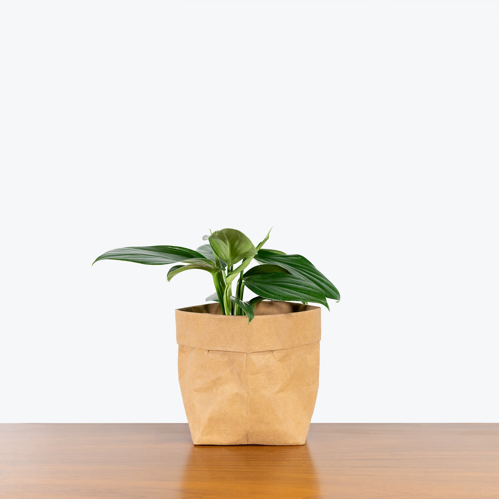 Rhaphidophora Decursiva - House Plants Delivery Toronto - JOMO Studio