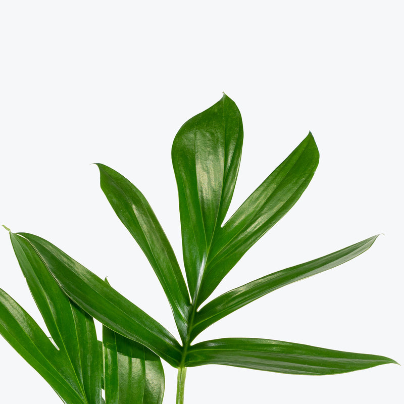 Rhaphidophora Decursiva - House Plants Delivery Toronto - JOMO Studio