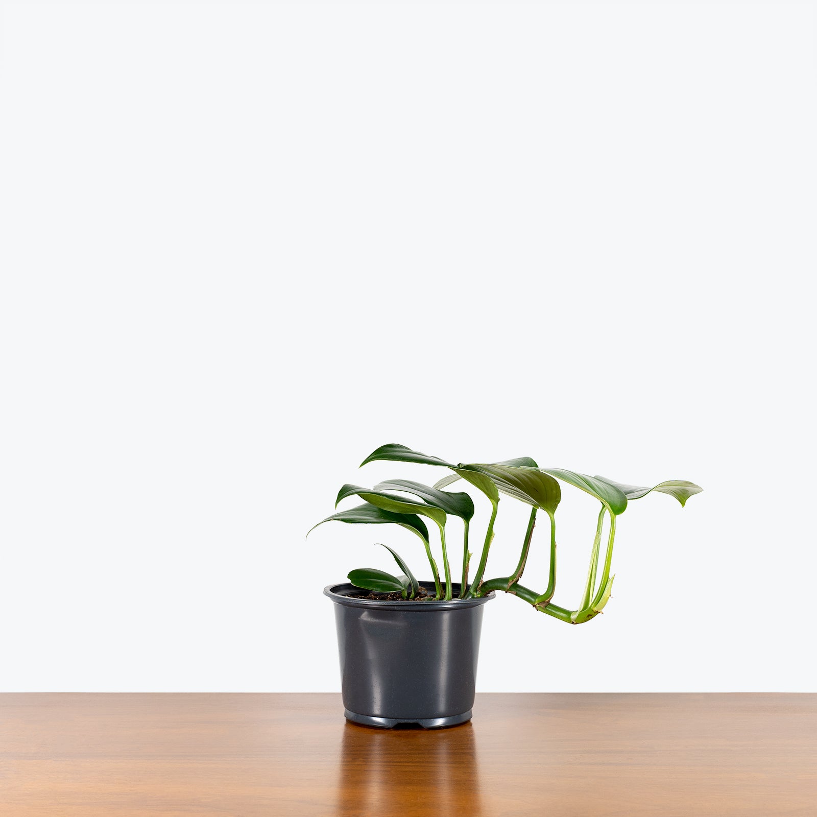 Rhaphidophora Decursiva - House Plants Delivery Toronto - JOMO Studio