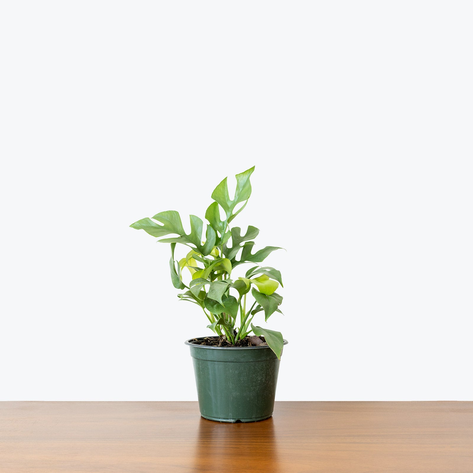 Rhaphidophora Tetrasperma | Care Guide and Pro Tips - Delivery from Toronto across Canada - JOMO Studio