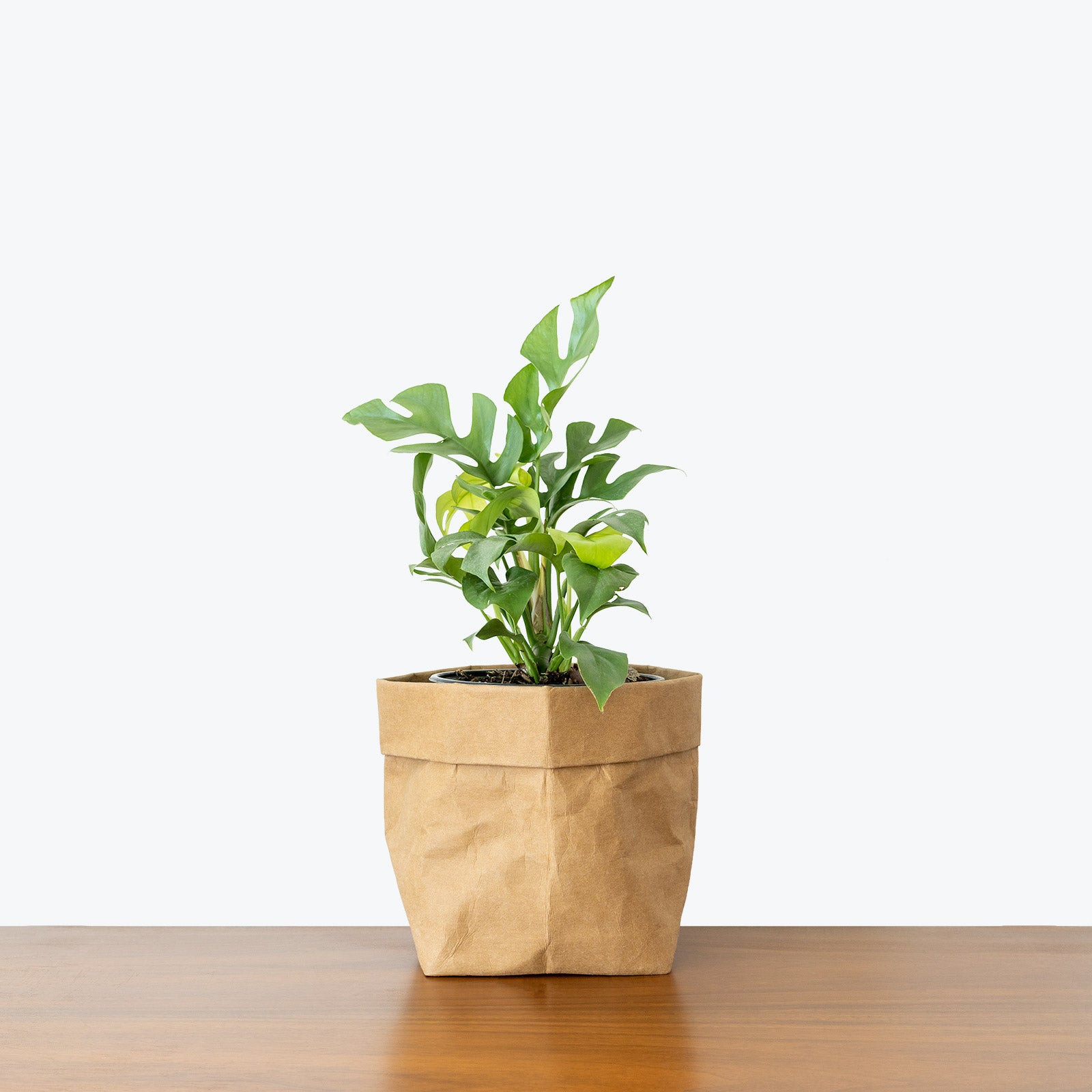 Rhaphidophora Tetrasperma | Care Guide and Pro Tips - Delivery from Toronto across Canada - JOMO Studio