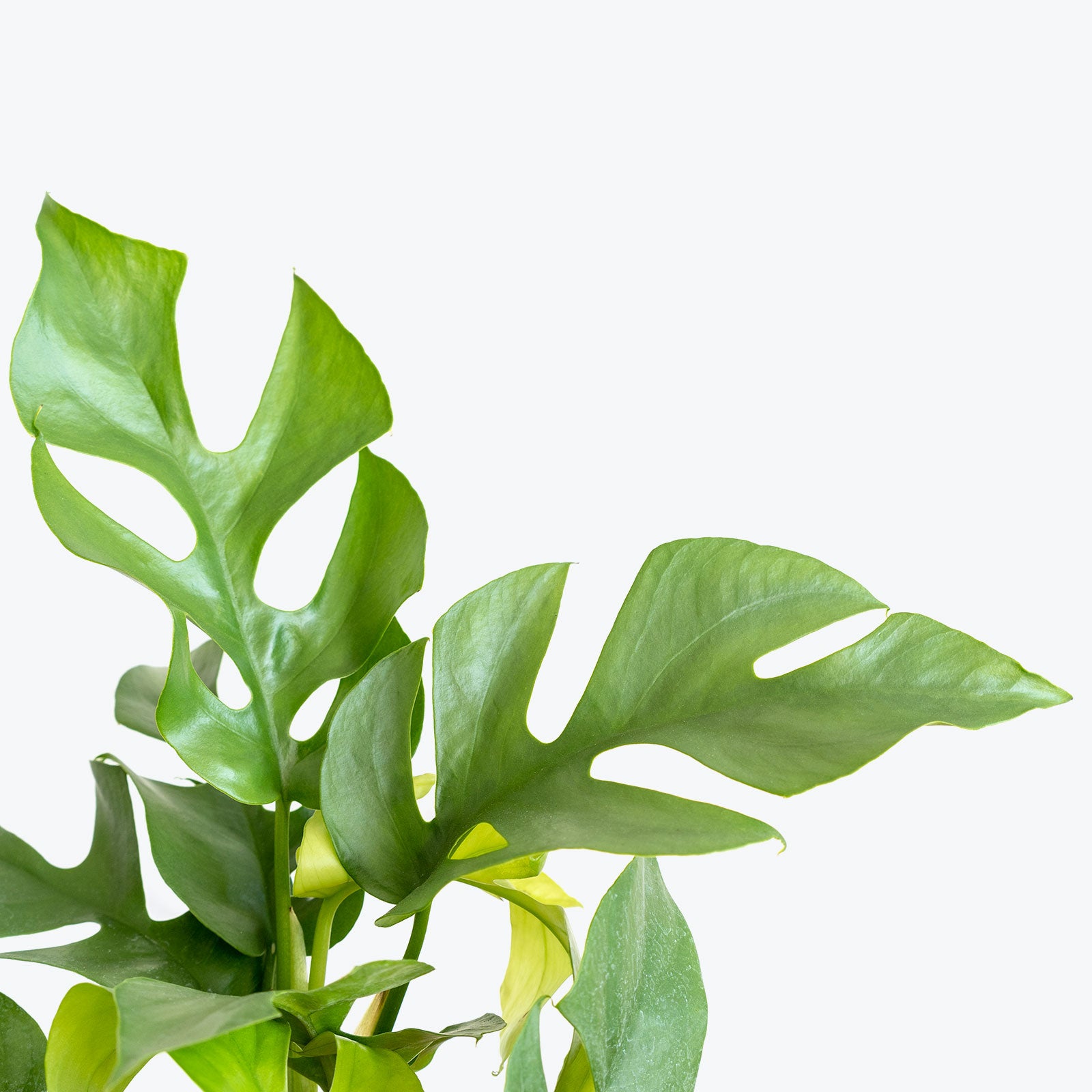 Rhaphidophora Tetrasperma - House Plants Delivery Toronto - JOMO Studio