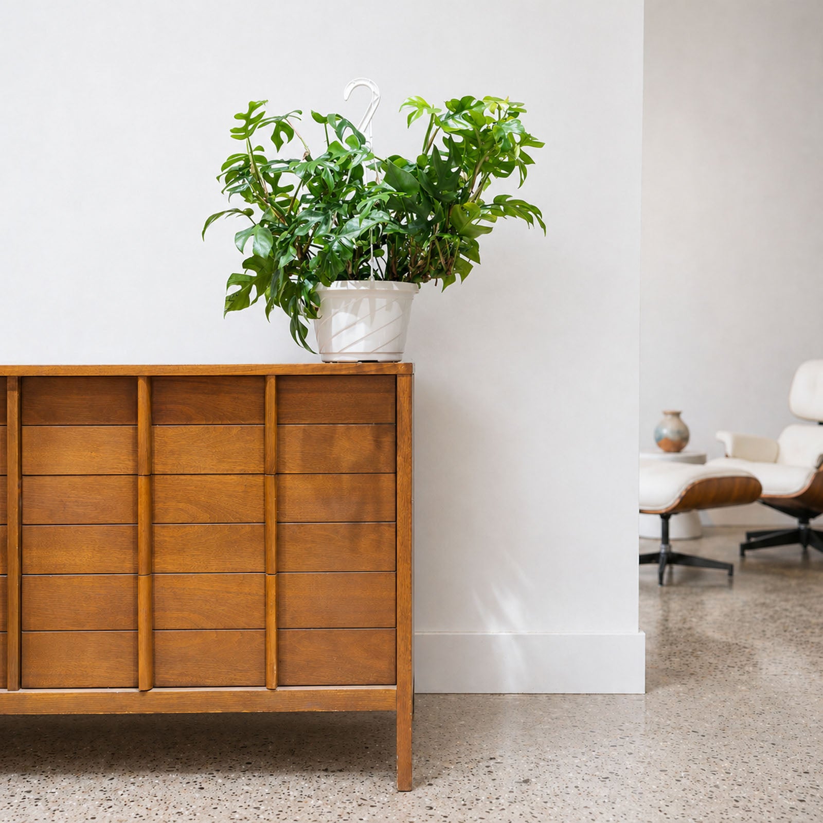 Rhaphidophora Tetrasperma | Care Guide and Pro Tips - Delivery from Toronto across Canada - JOMO Studio