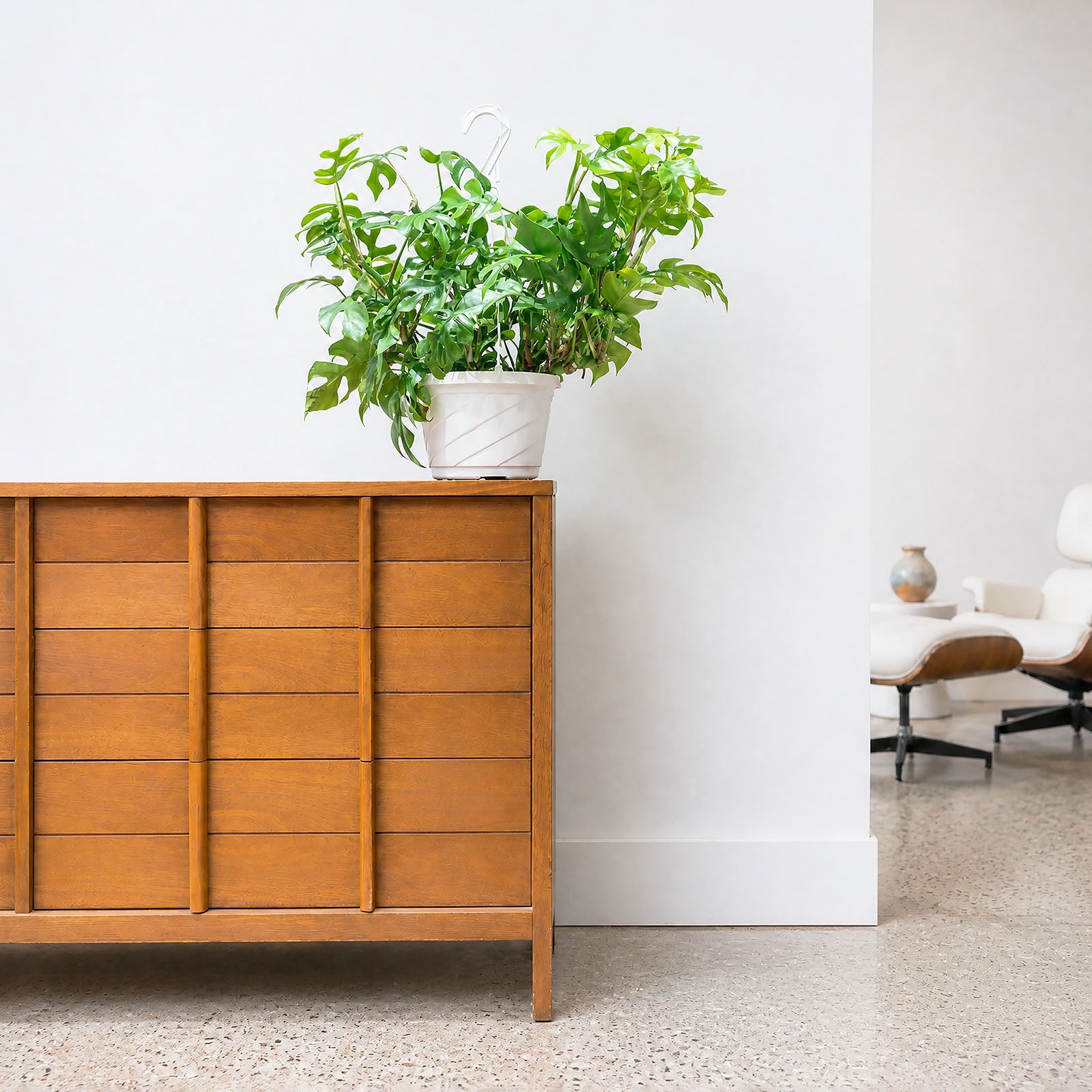 Rhaphidophora Tetrasperma | Care Guide and Pro Tips - Delivery from Toronto across Canada - JOMO Studio