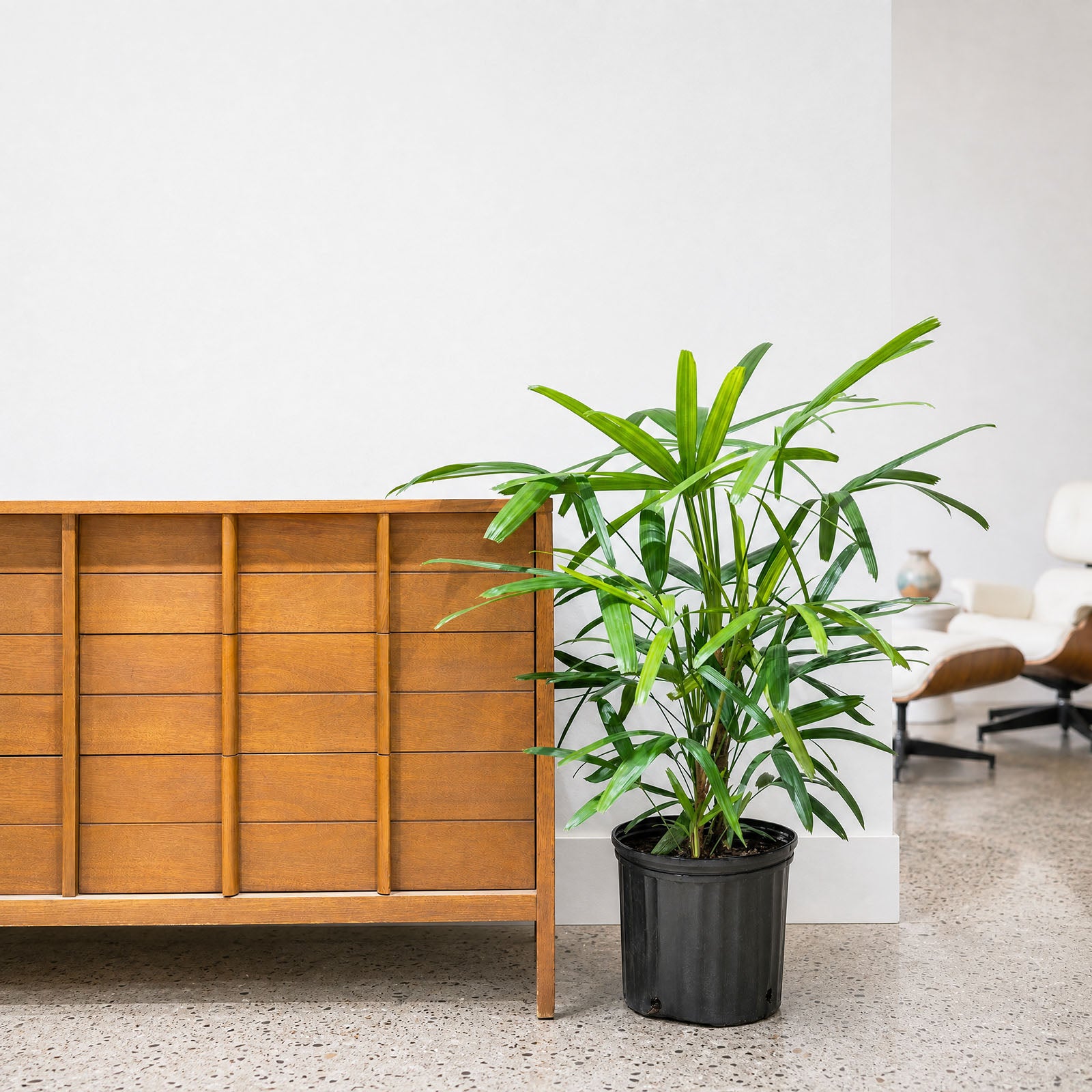 Rhapis Lady Palm | Care Guide and Pro Tips - Delivery from Toronto across Canada - JOMO Studio