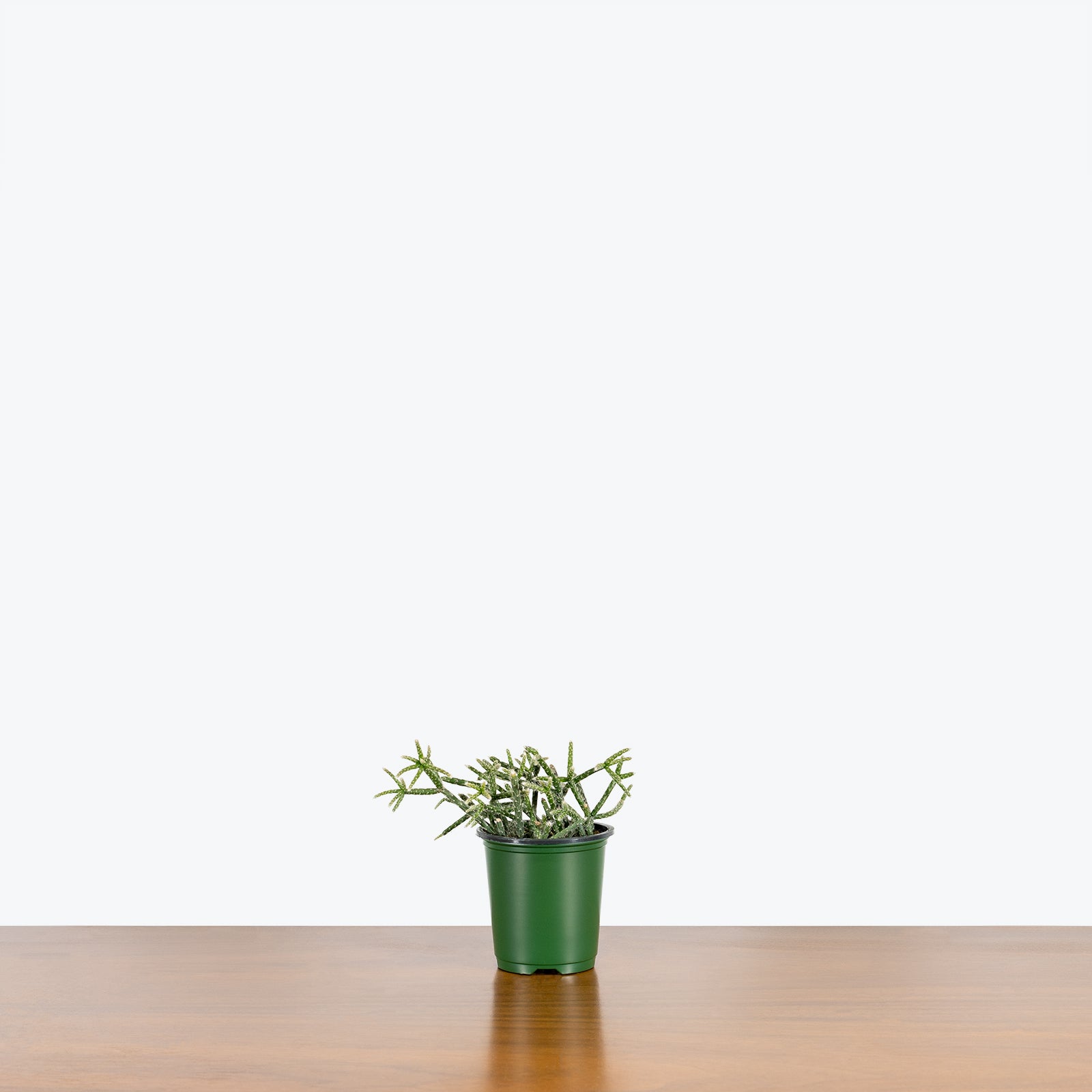 Rhipsalis Pilocarpa - House Plants Delivery Toronto - JOMO Studio