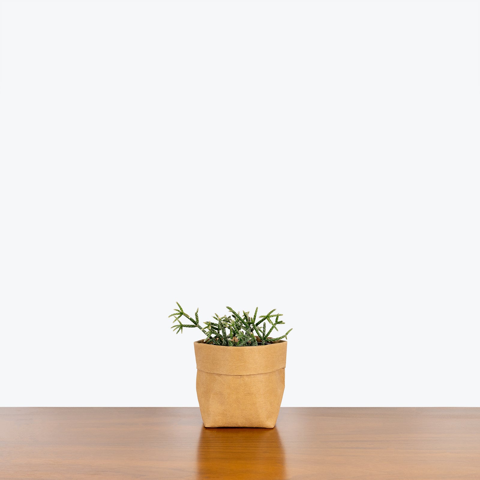 Rhipsalis Pilocarpa - House Plants Delivery Toronto - JOMO Studio