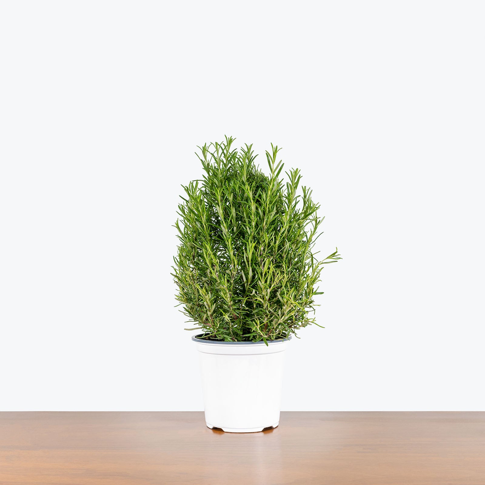 Rosemary Plant - House Plants Delivery Toronto - JOMO Studio