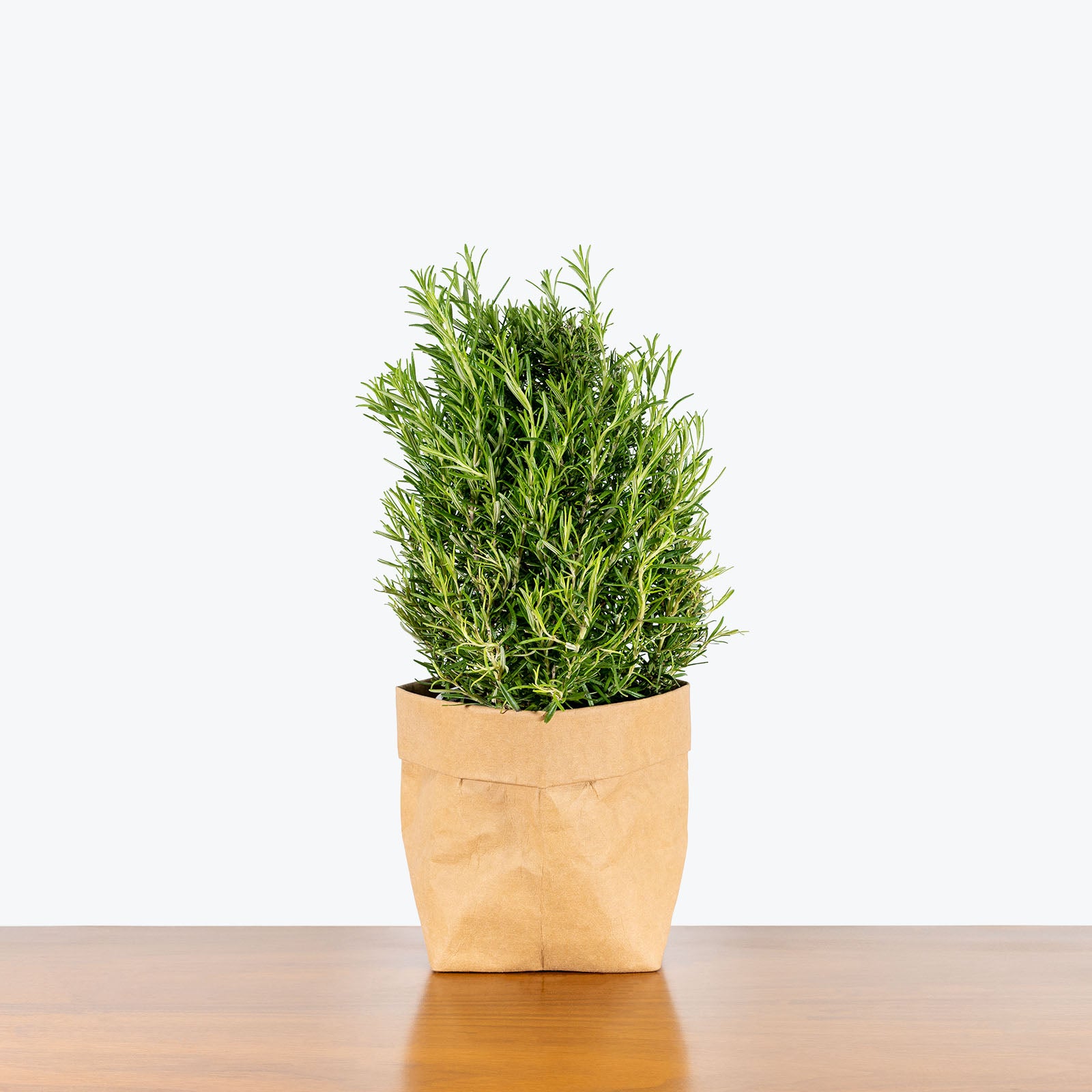 Rosemary Plant - House Plants Delivery Toronto - JOMO Studio