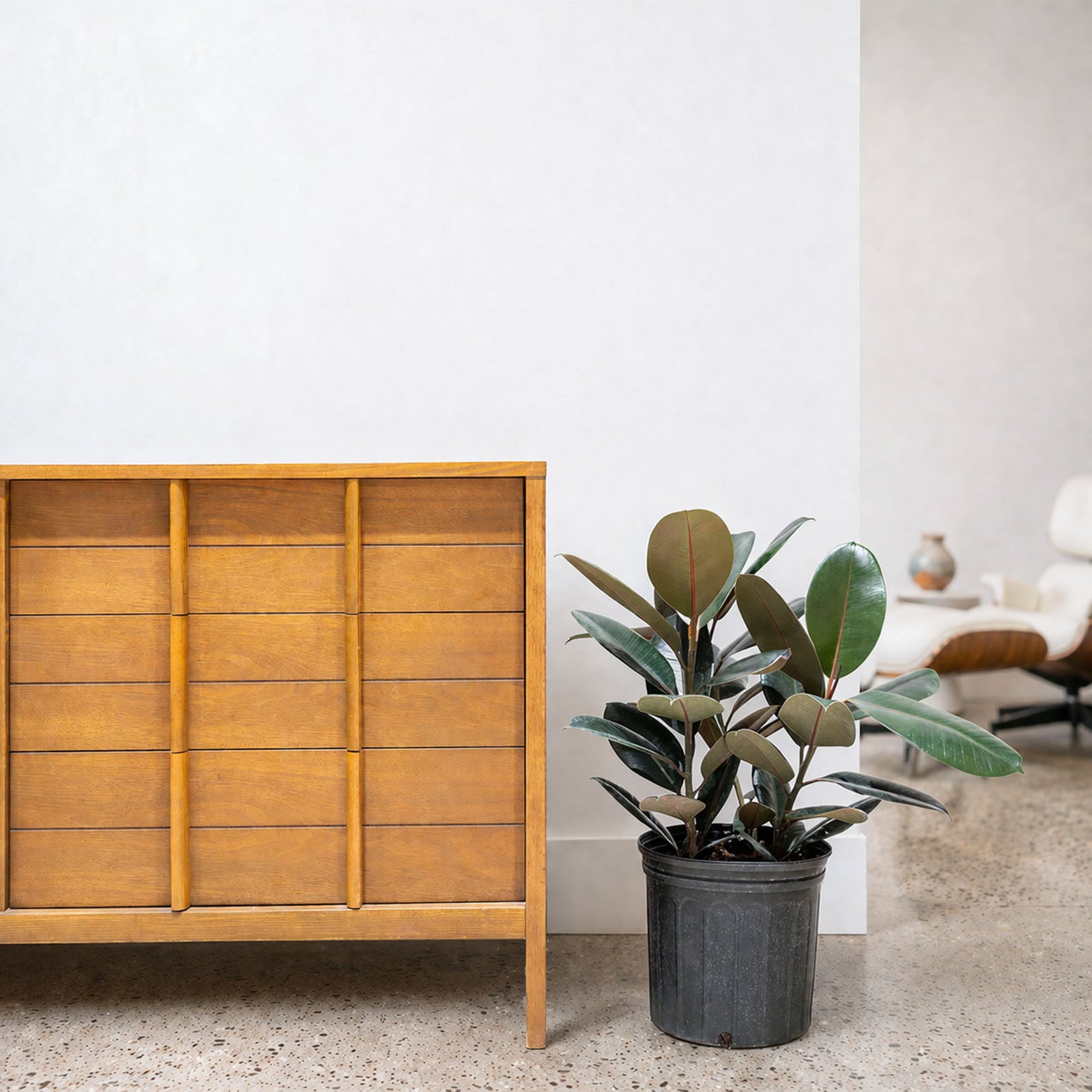 Rubber Plant | Care Guide and Pro Tips - Delivery from Toronto across Canada - JOMO Studio