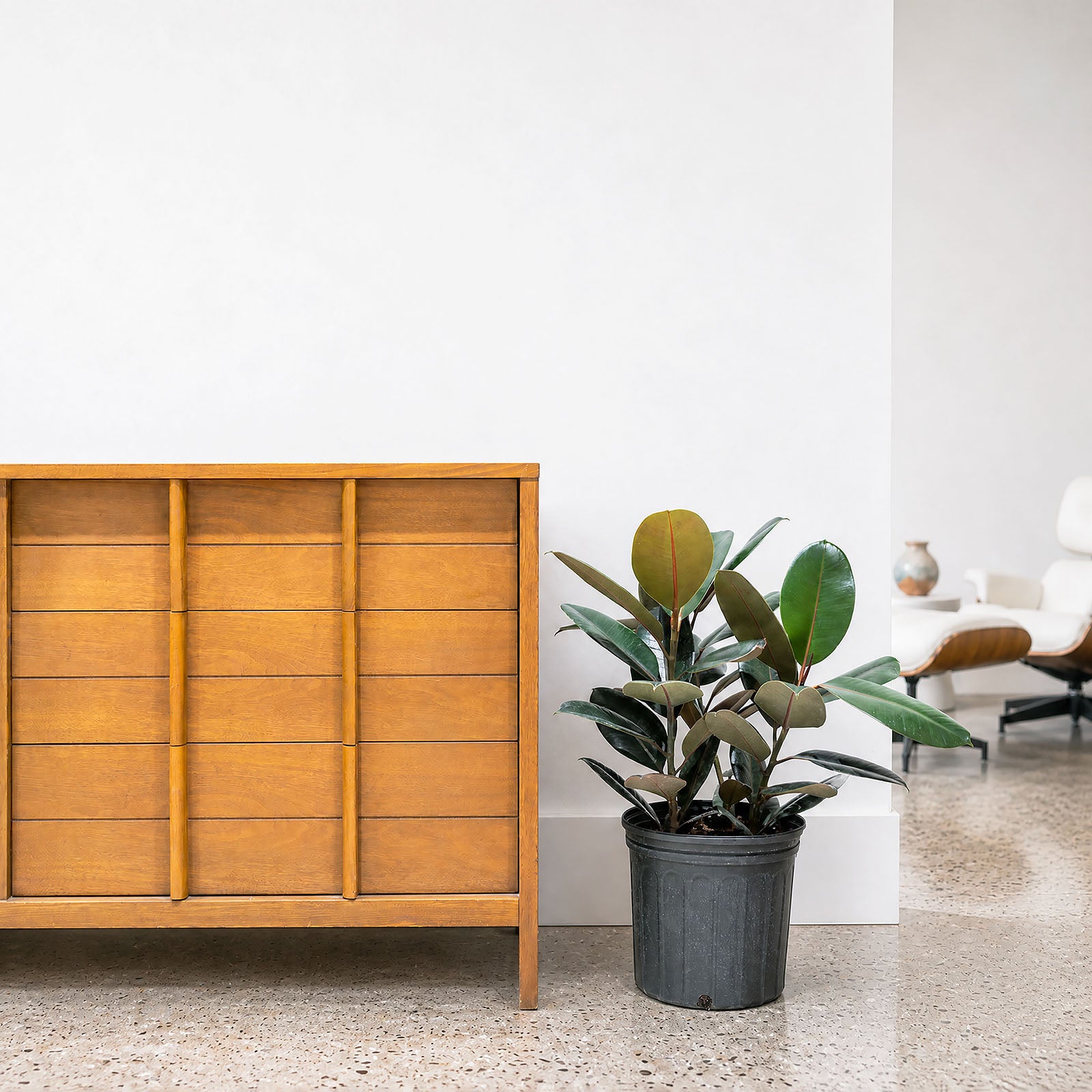 Rubber Plant | Care Guide and Pro Tips - Delivery from Toronto across Canada - JOMO Studio