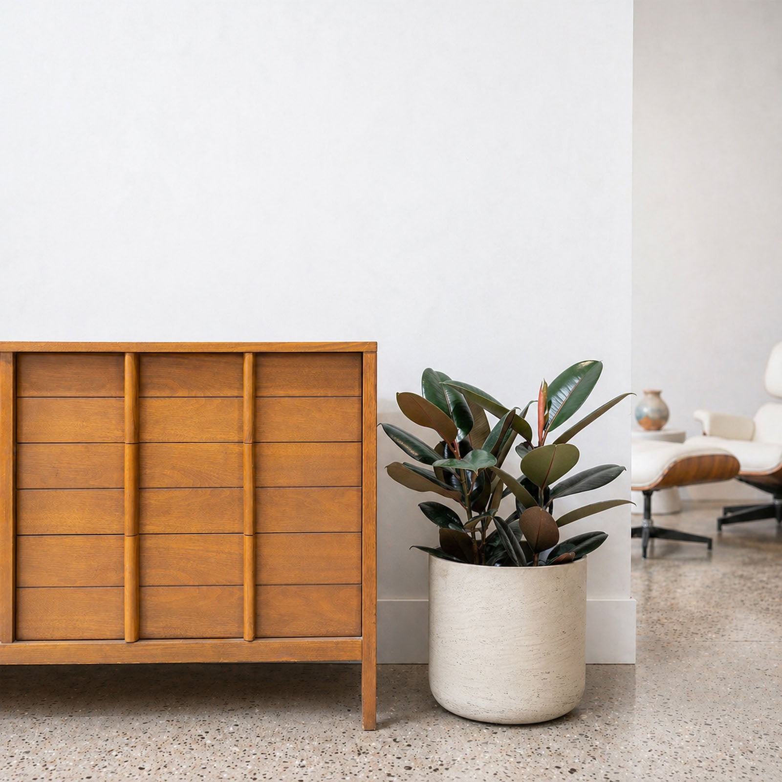 Rubber Plant | Care Guide and Pro Tips - Delivery from Toronto across Canada - JOMO Studio