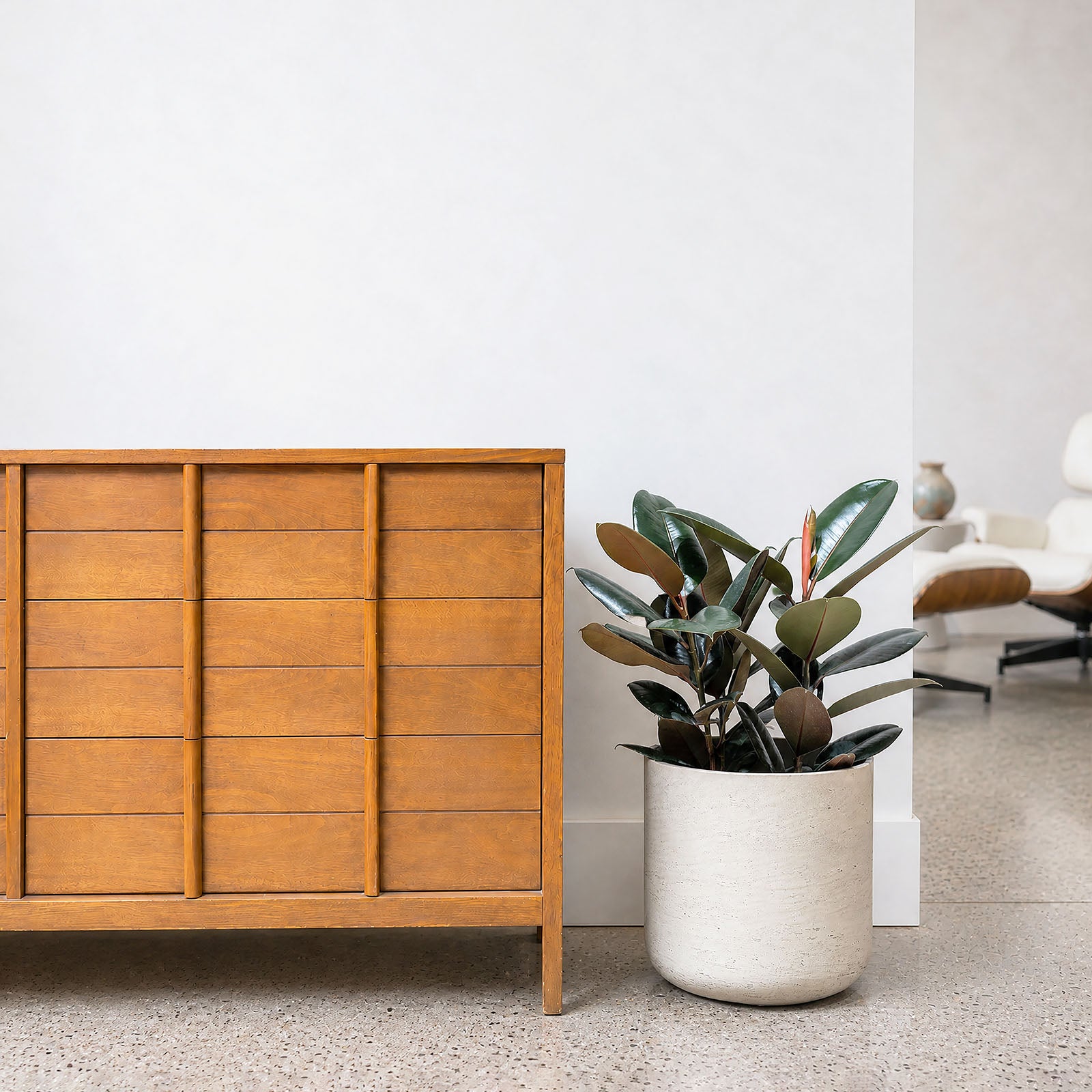 Rubber Plant | Care Guide and Pro Tips - Delivery from Toronto across Canada - JOMO Studio