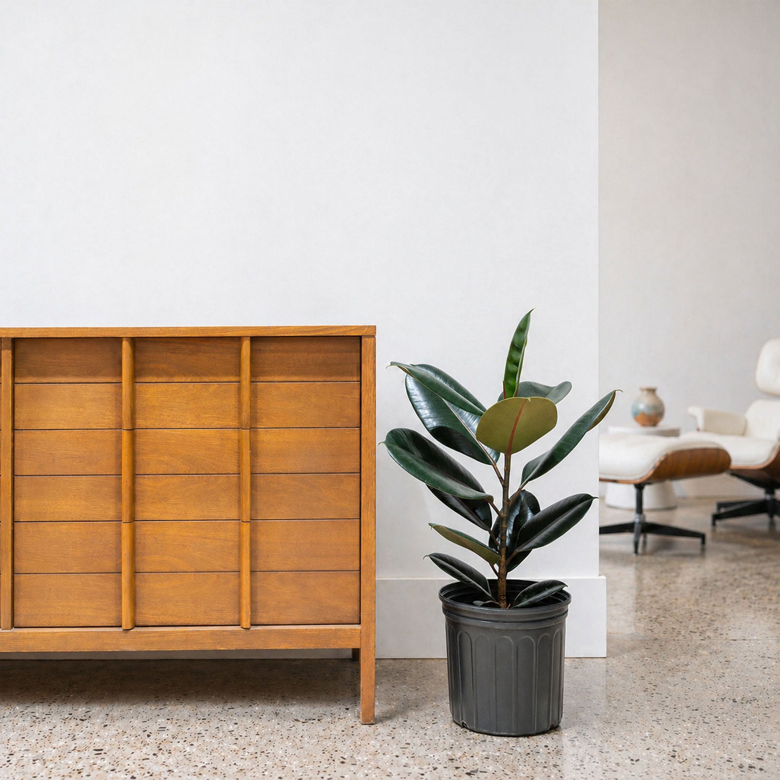 Rubber Plant | Care Guide and Pro Tips - Delivery from Toronto across Canada - JOMO Studio