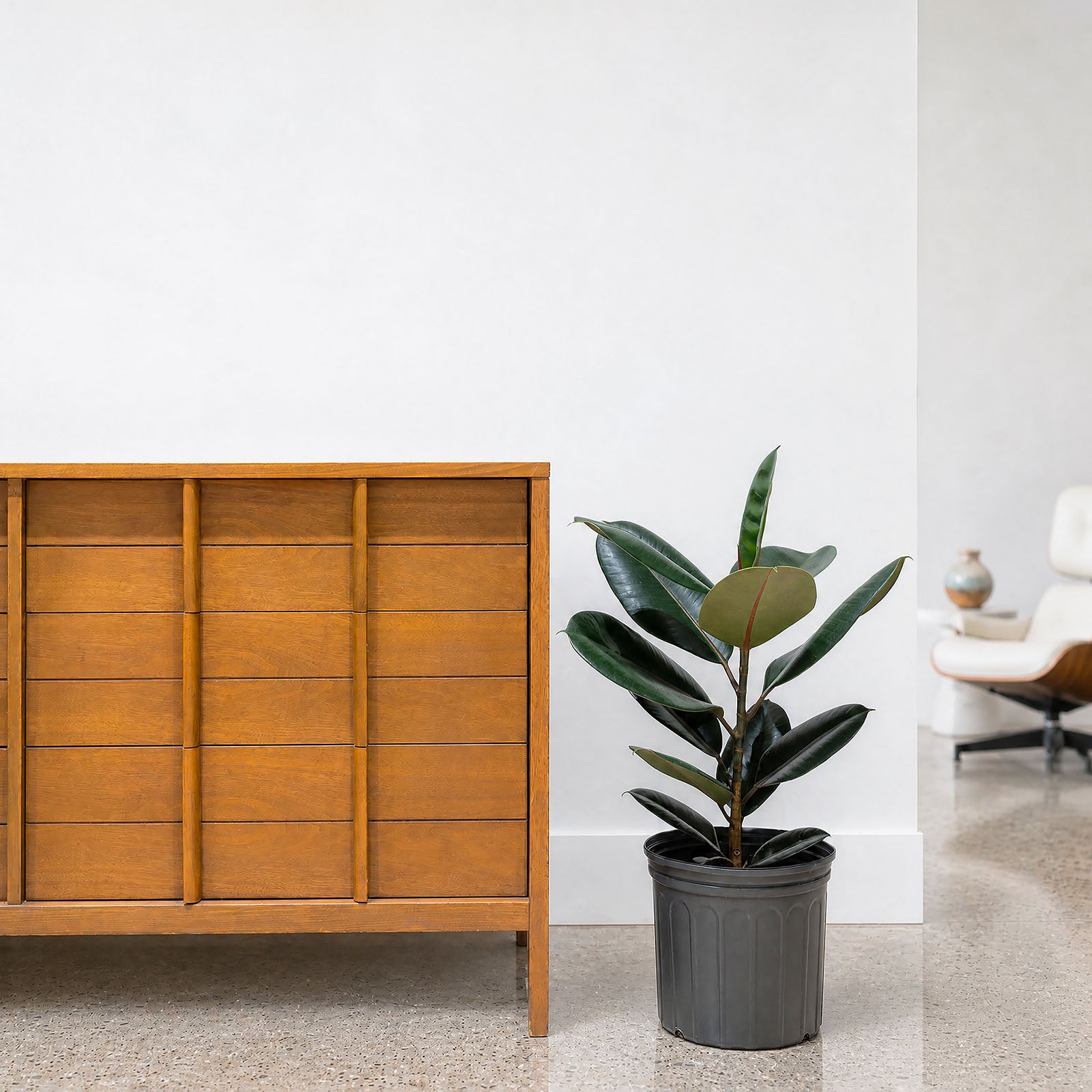 Rubber Plant | Care Guide and Pro Tips - Delivery from Toronto across Canada - JOMO Studio