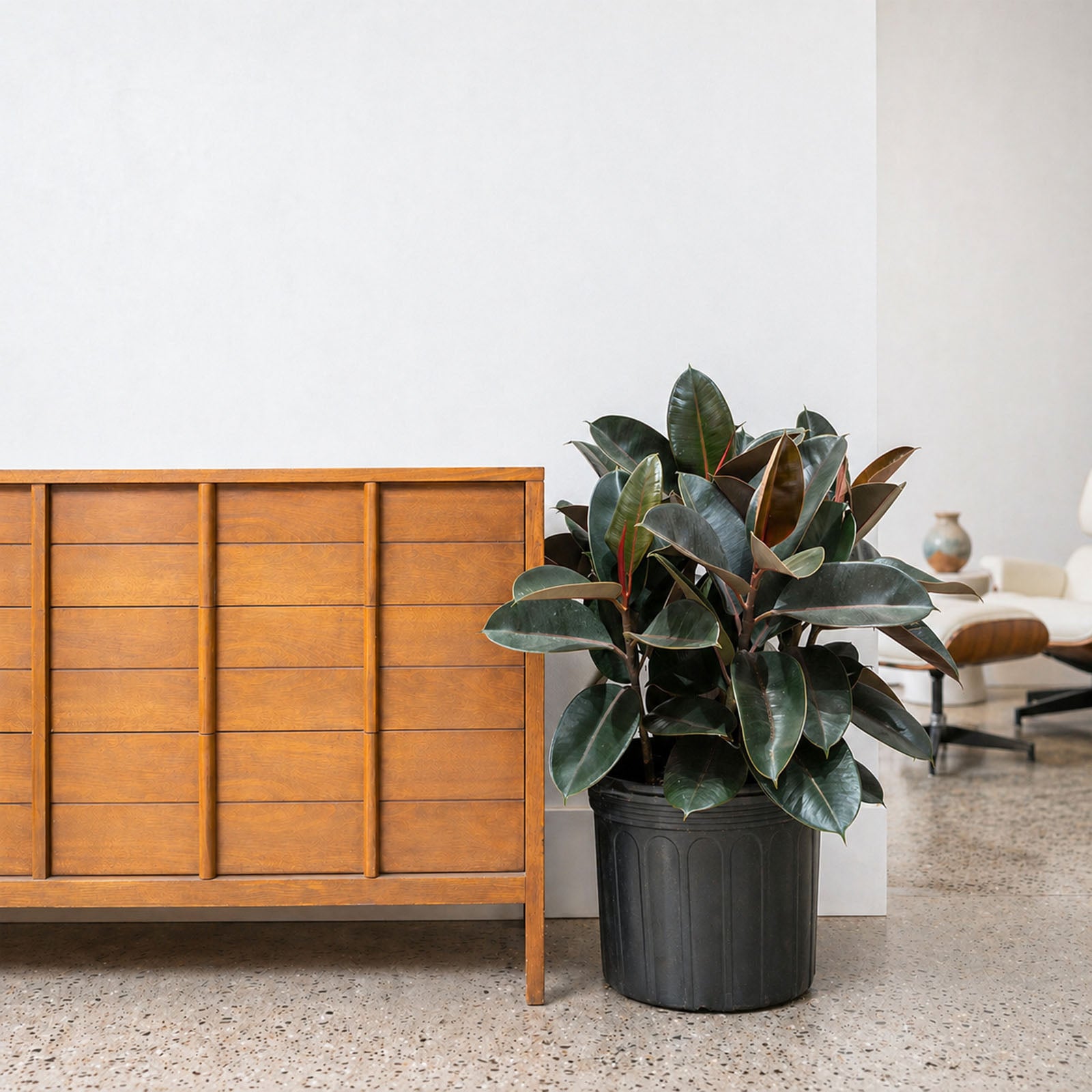 Rubber Plant | Care Guide and Pro Tips - Delivery from Toronto across Canada - JOMO Studio