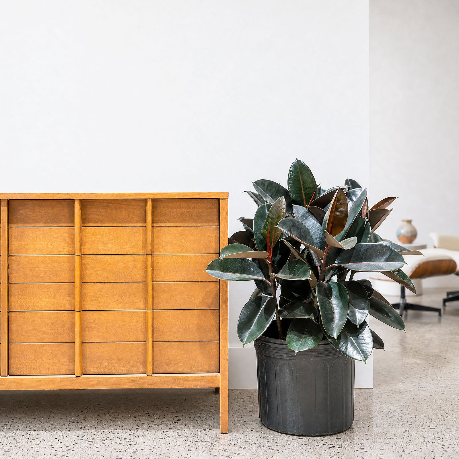 Rubber Plant | Care Guide and Pro Tips - Delivery from Toronto across Canada - JOMO Studio