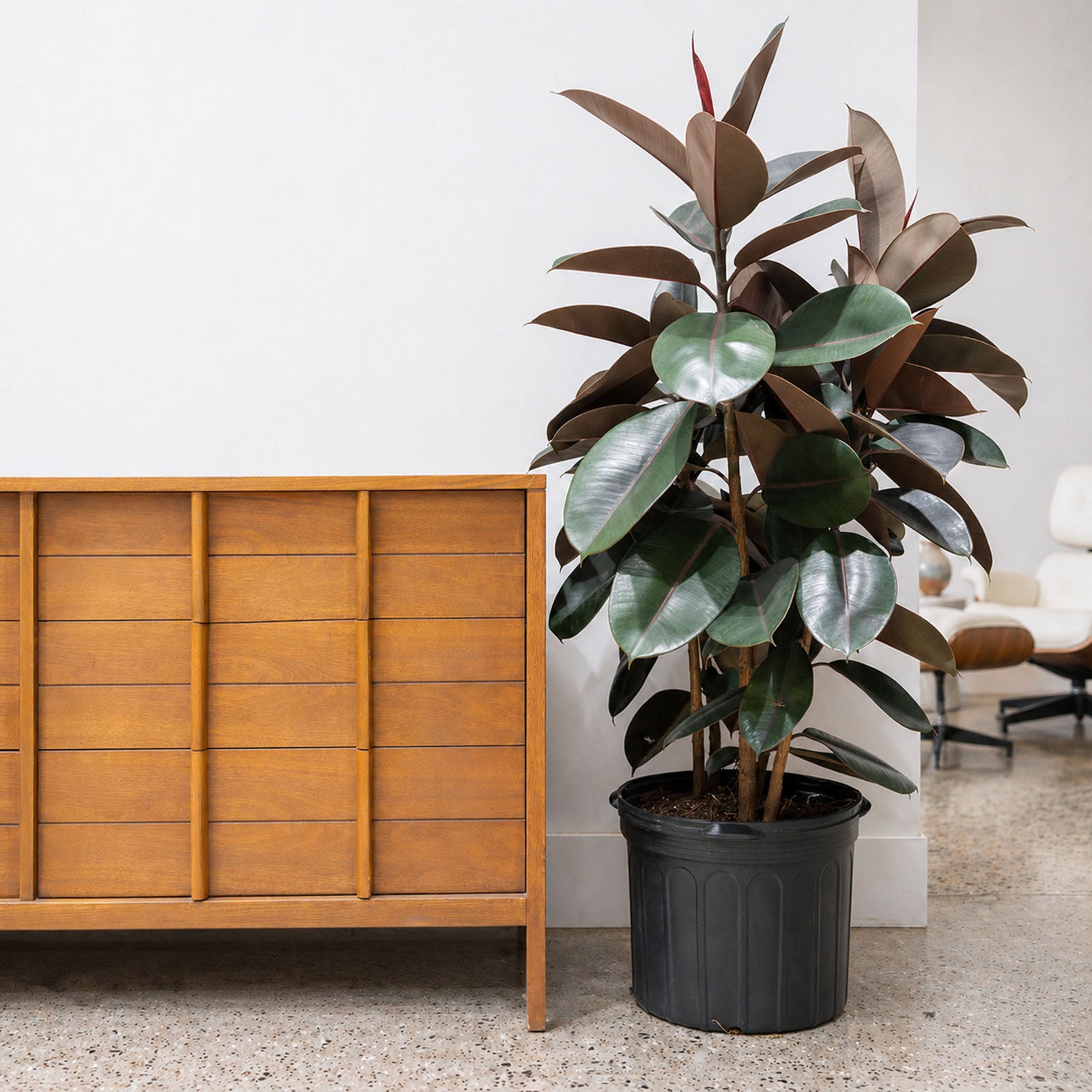 Rubber Plant | Care Guide and Pro Tips - Delivery from Toronto across Canada - JOMO Studio