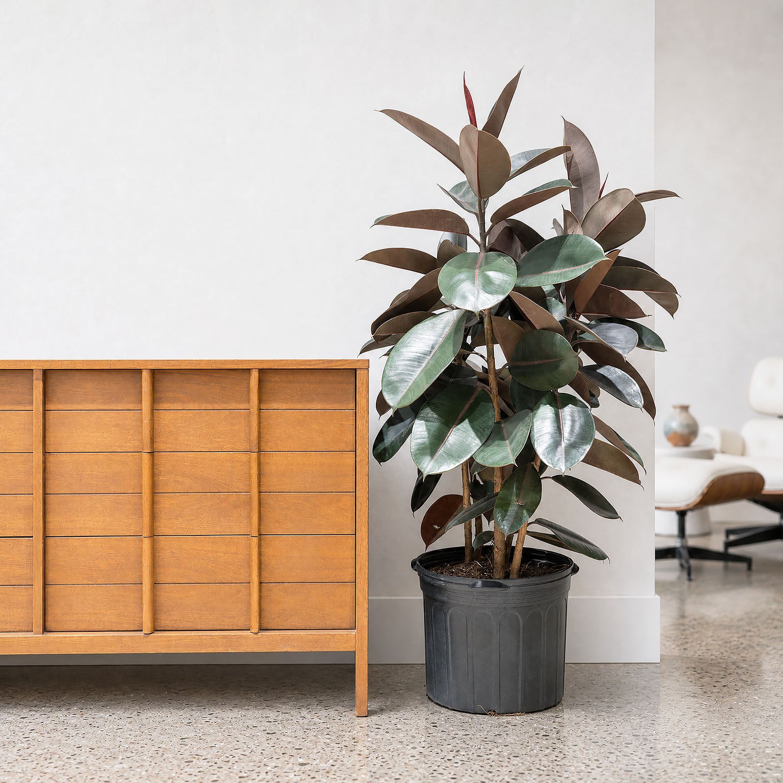 Rubber Plant | Care Guide and Pro Tips - Delivery from Toronto across Canada - JOMO Studio