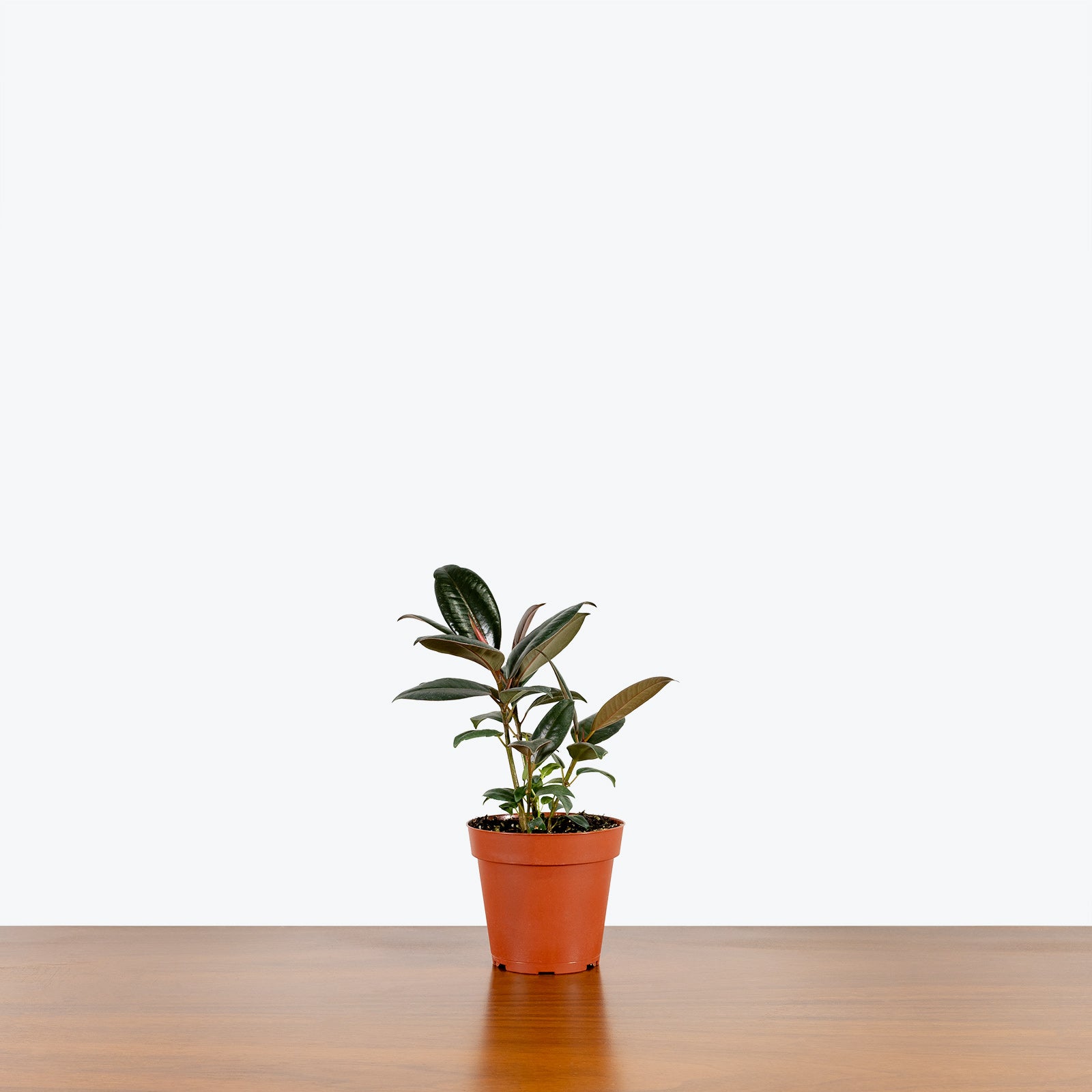 Rubber Plant | Care Guide and Pro Tips - Delivery from Toronto across Canada - JOMO Studio