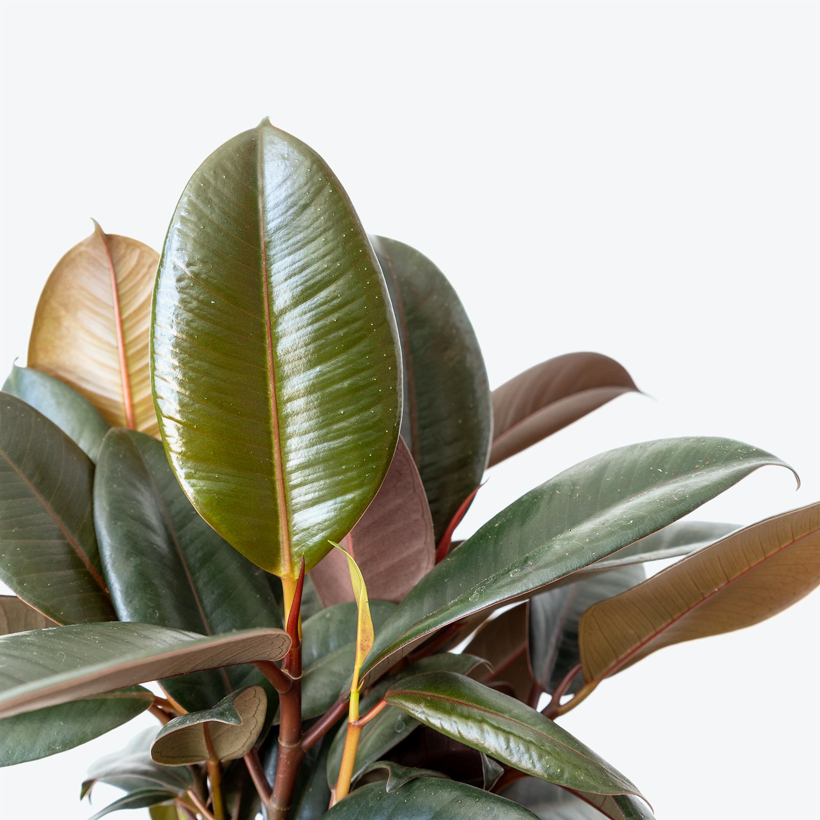 Rubber Plant | Care Guide and Pro Tips - Delivery from Toronto across Canada - JOMO Studio