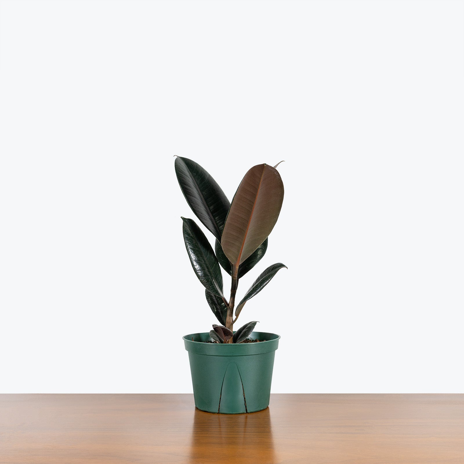 Rubber Plant | Care Guide and Pro Tips - Delivery from Toronto across Canada - JOMO Studio