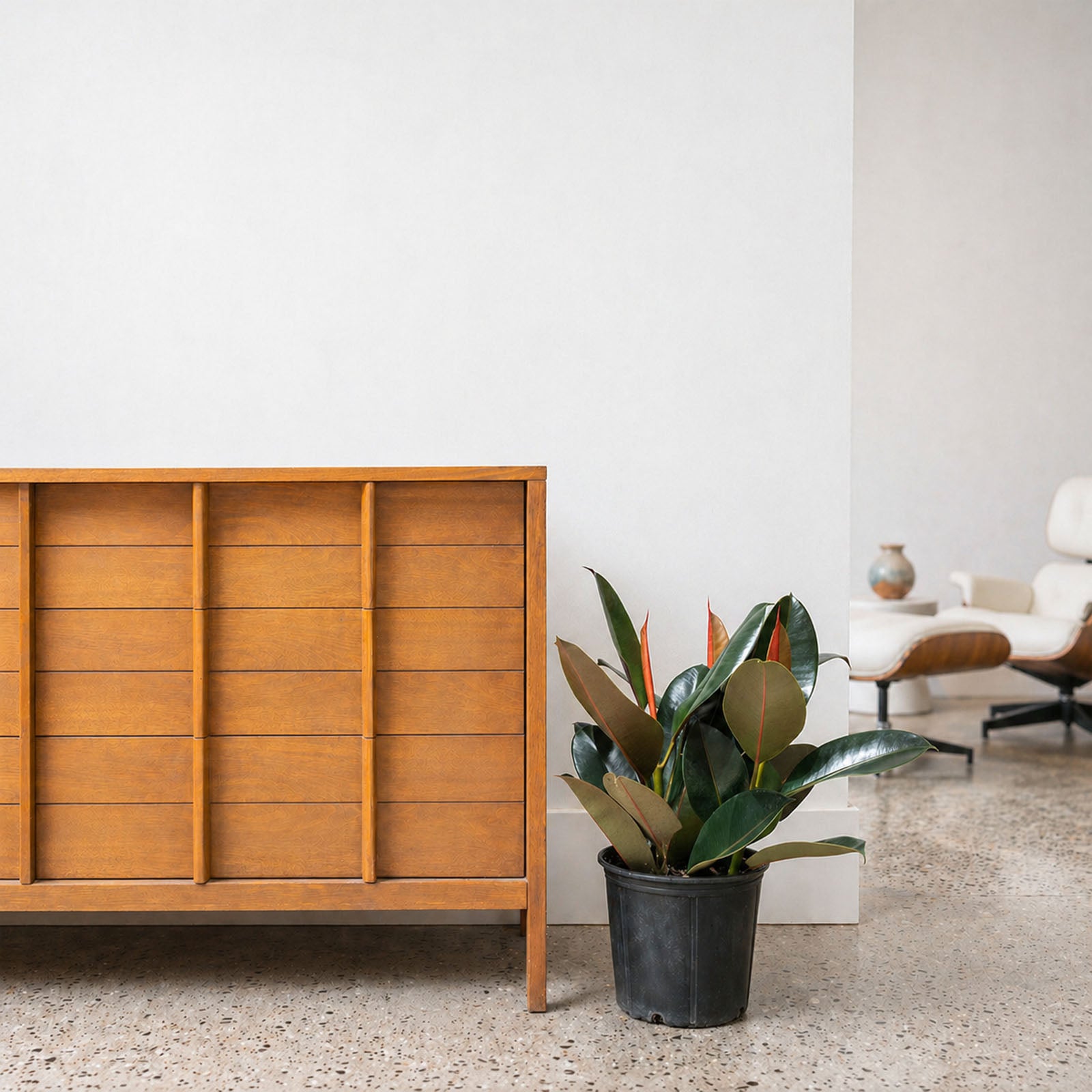 Rubber Plant | Care Guide and Pro Tips - Delivery from Toronto across Canada - JOMO Studio