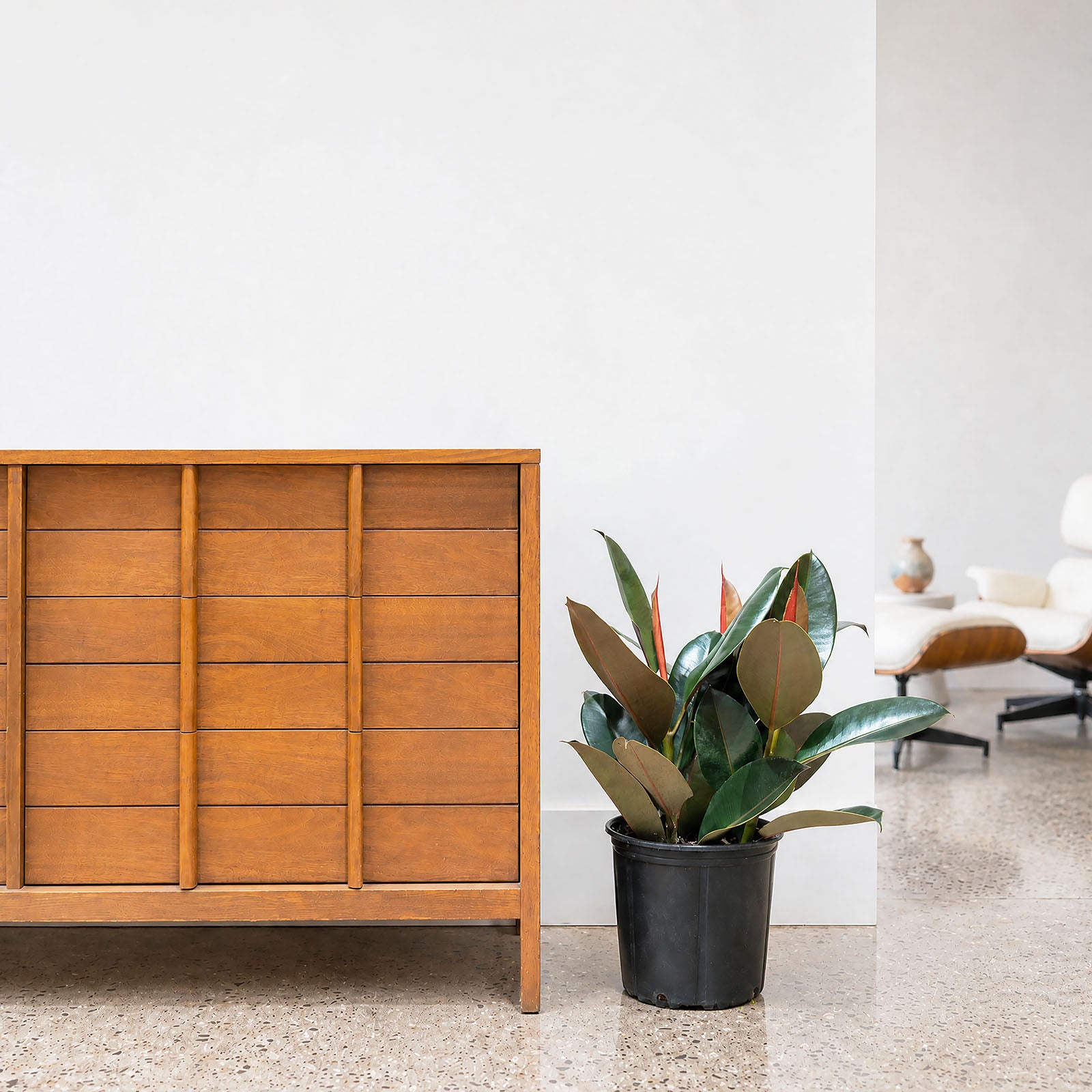 Rubber Plant | Care Guide and Pro Tips - Delivery from Toronto across Canada - JOMO Studio