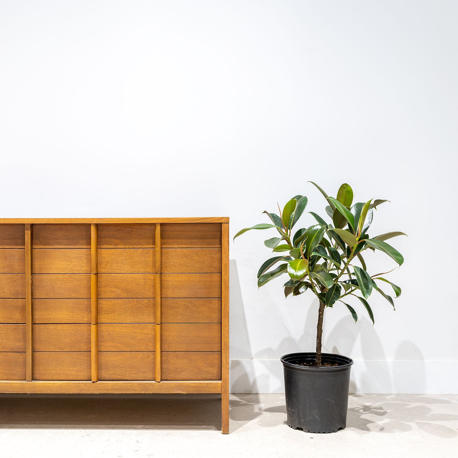 Rubber Plant Melany - House Plants Delivery Toronto - JOMO Studio