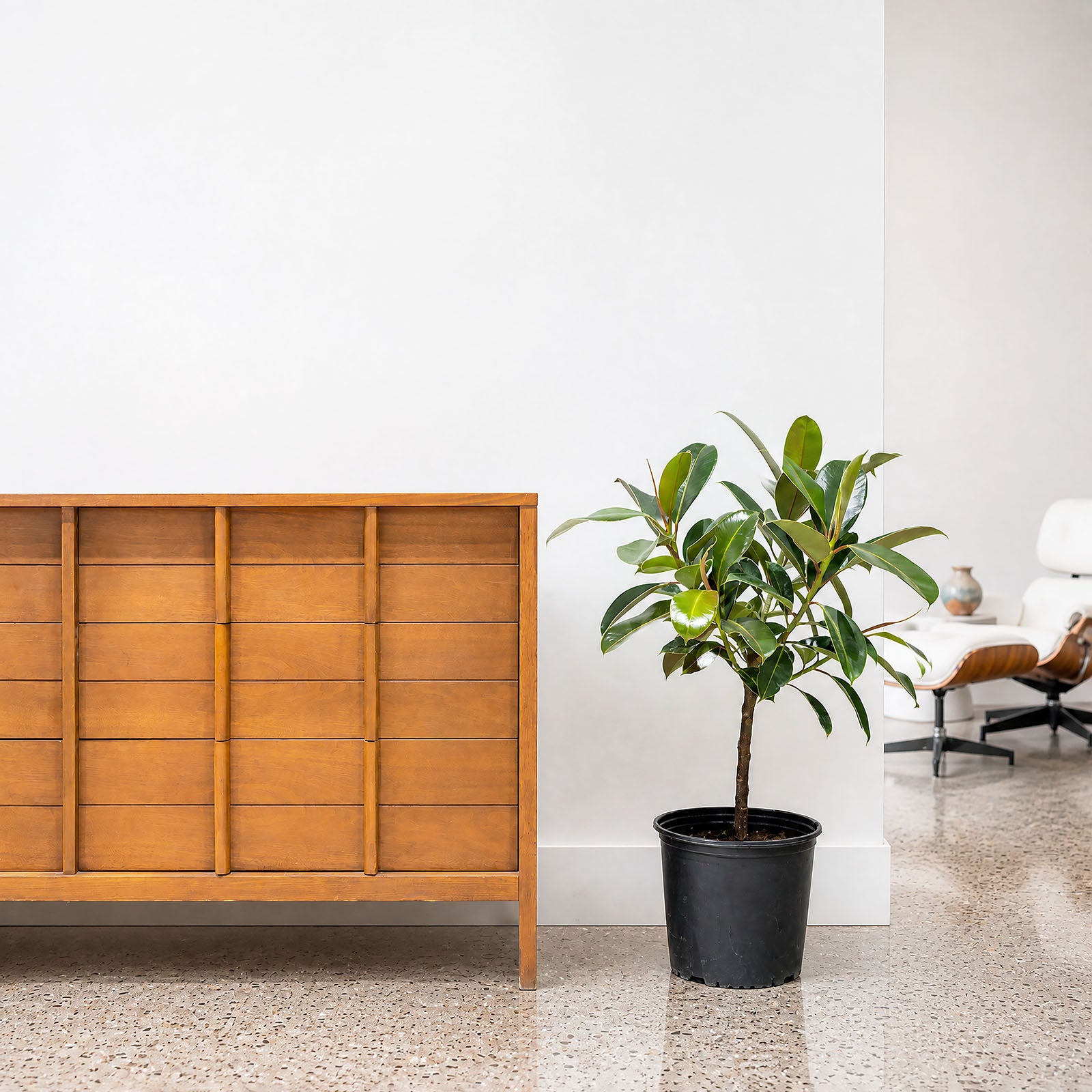 Rubber Plant Melany - House Plants Delivery Toronto - JOMO Studio