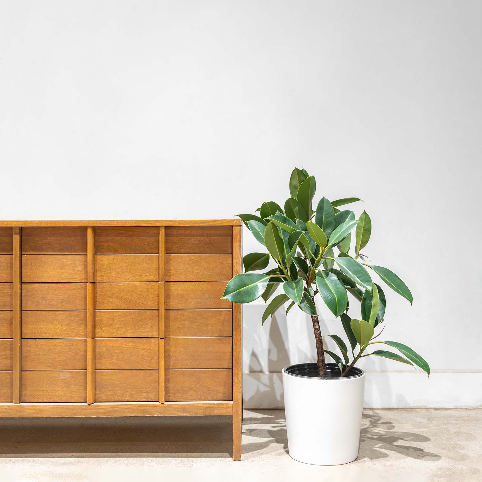 Rubber Plant Melany - House Plants Delivery Toronto - JOMO Studio