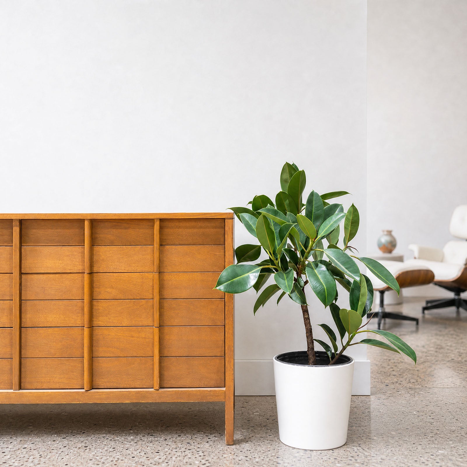 Rubber Plant Melany - House Plants Delivery Toronto - JOMO Studio