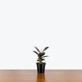 Rubber Plant Melany — 4" Pot