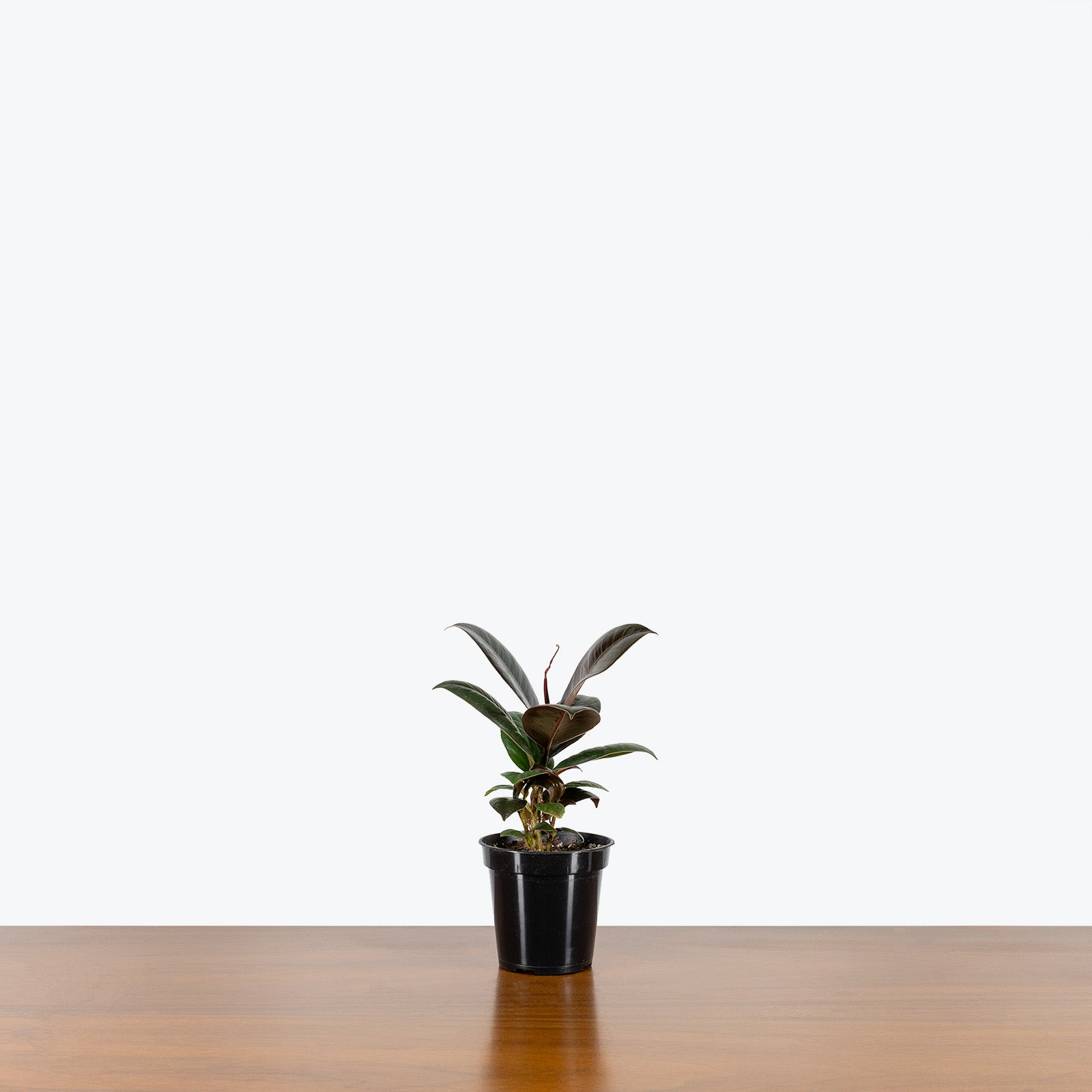 Rubber Plant Melany - House Plants Delivery Toronto - JOMO Studio