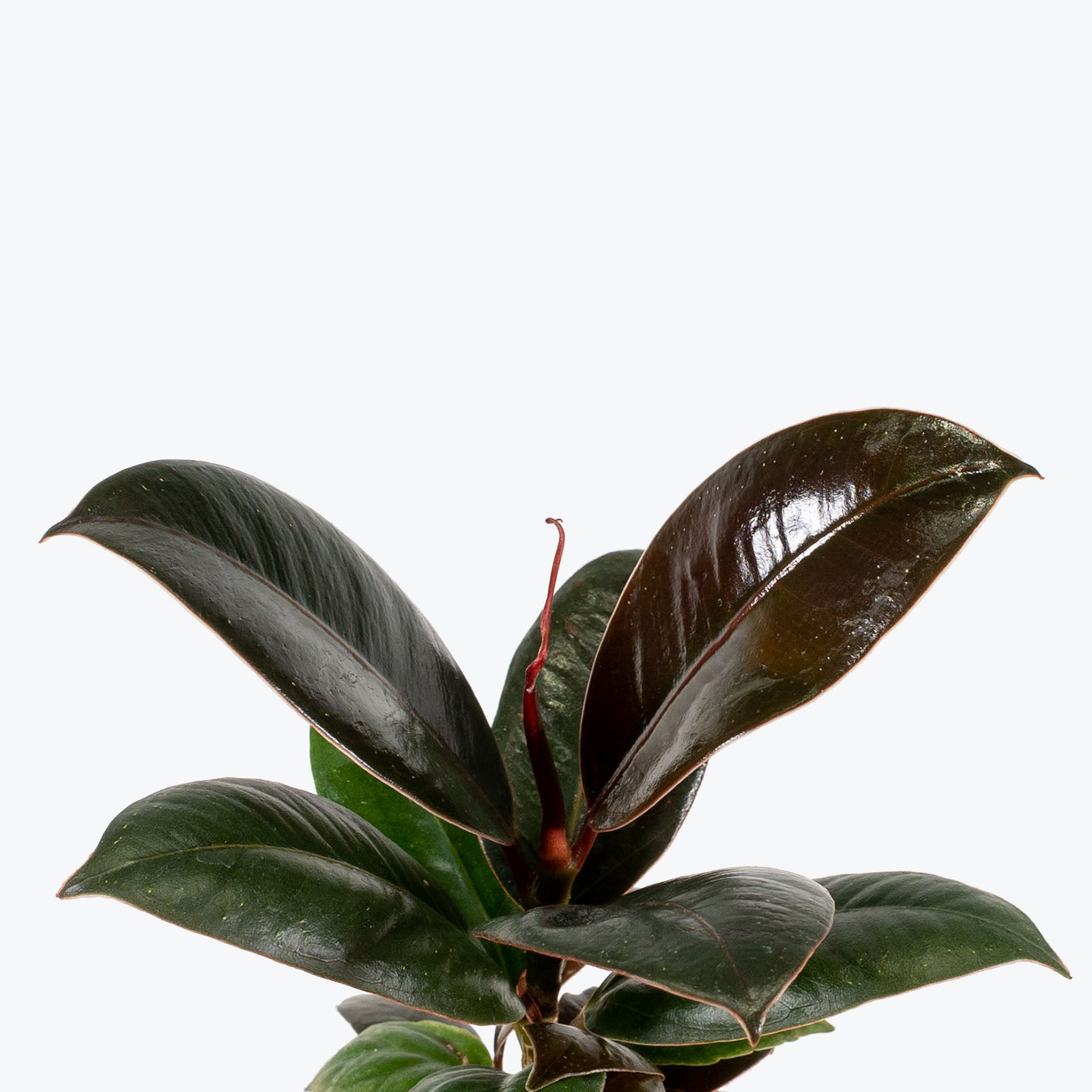 Rubber Plant Melany - House Plants Delivery Toronto - JOMO Studio